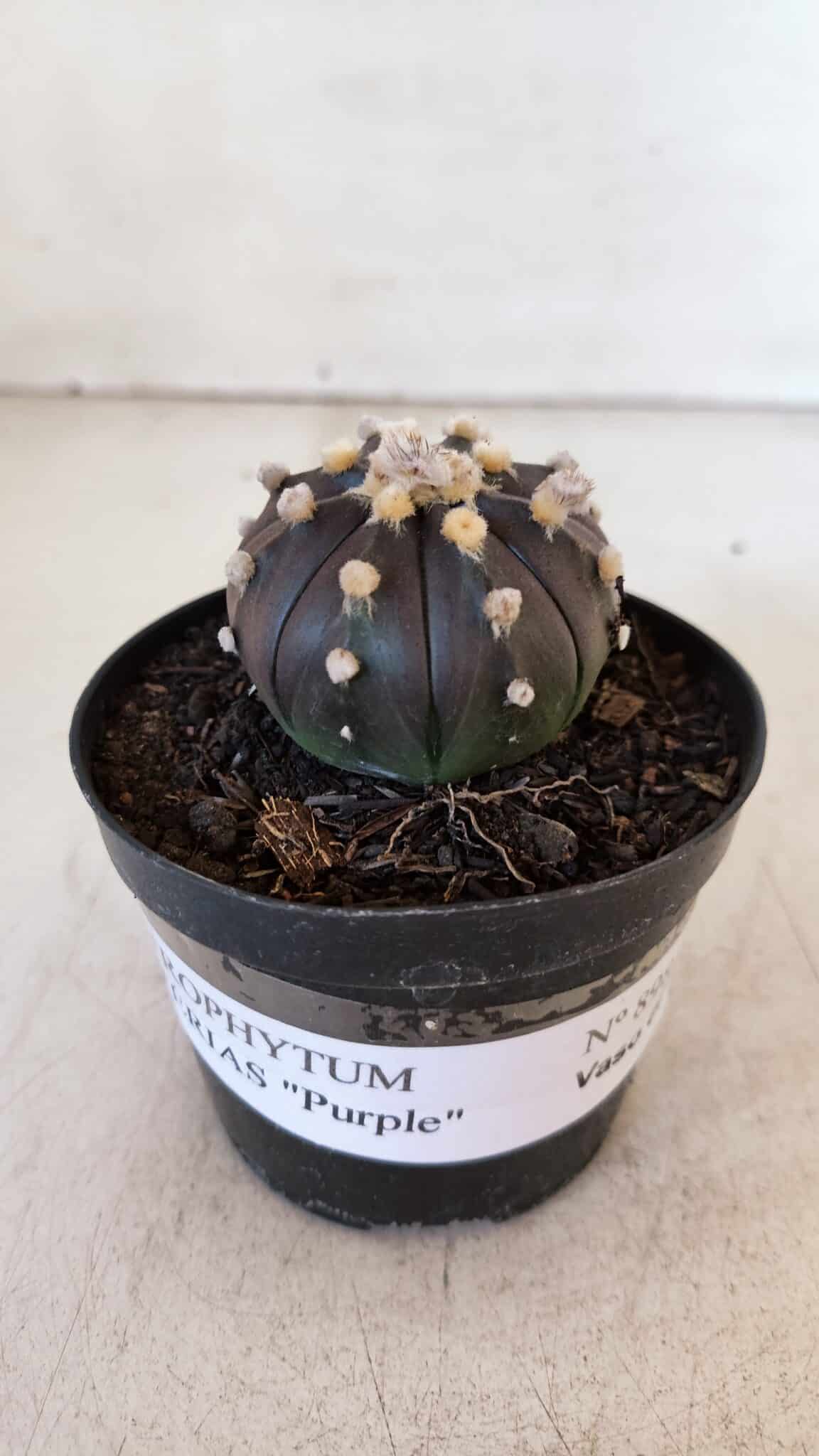ASTROPHYTUM ASTERIAS “Purple”  Nº 898 – vaso 09