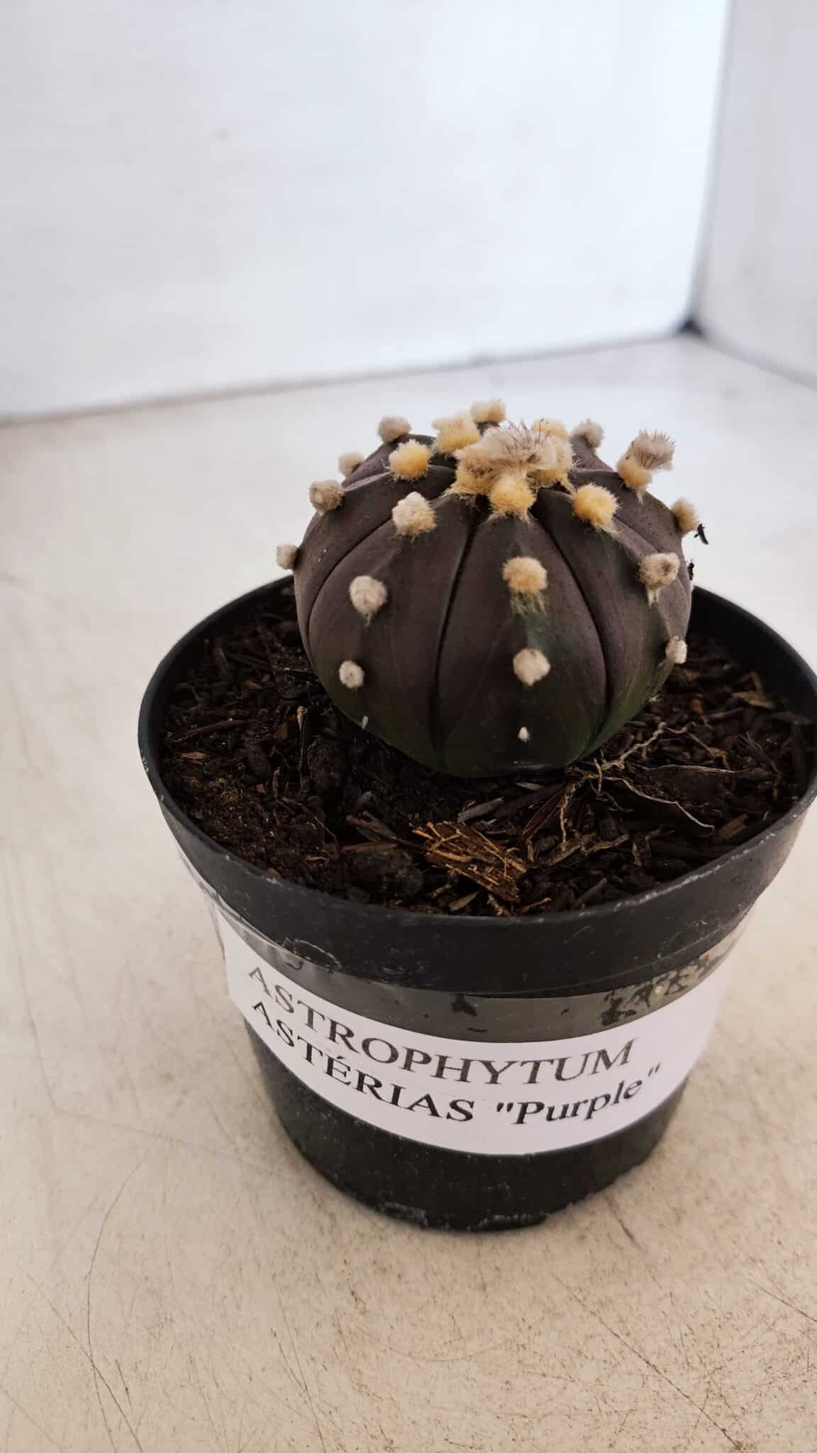 ASTROPHYTUM ASTERIAS “Purple”  Nº 898 – vaso 09