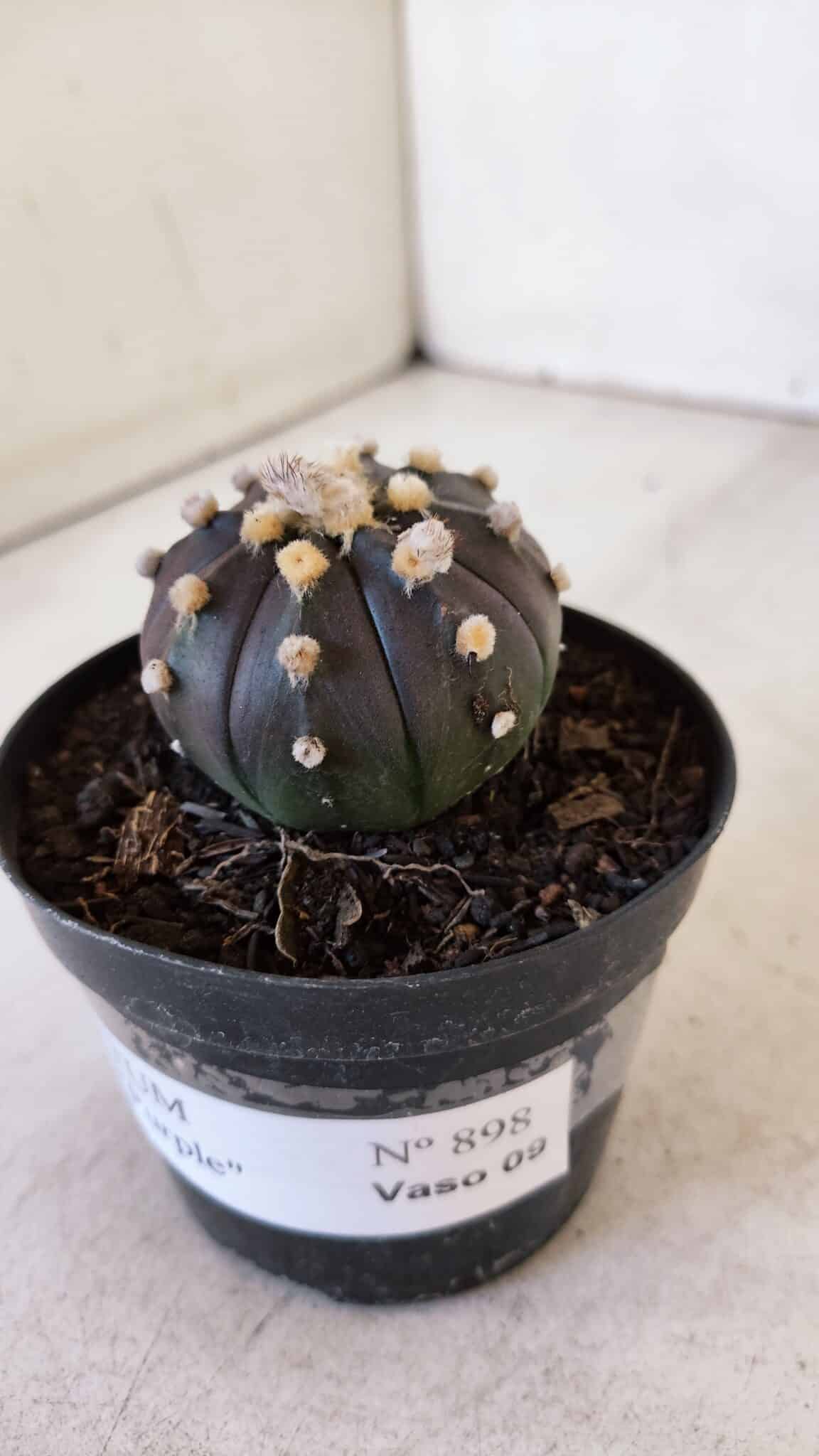 ASTROPHYTUM ASTERIAS “Purple”  Nº 898 – vaso 09