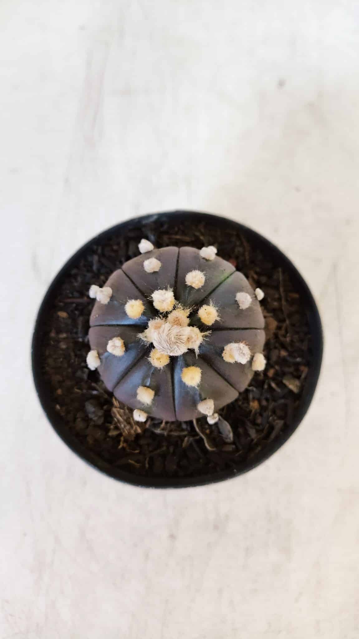 ASTROPHYTUM ASTERIAS “Purple”  Nº 898 – vaso 09