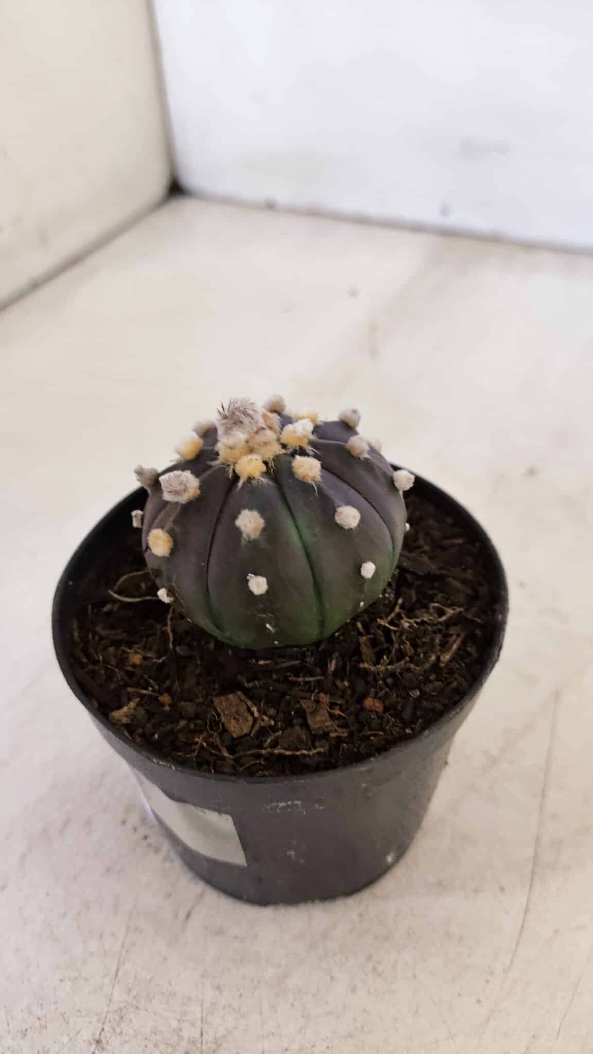 ASTROPHYTUM ASTERIAS “Purple”  Nº 898 – vaso 09