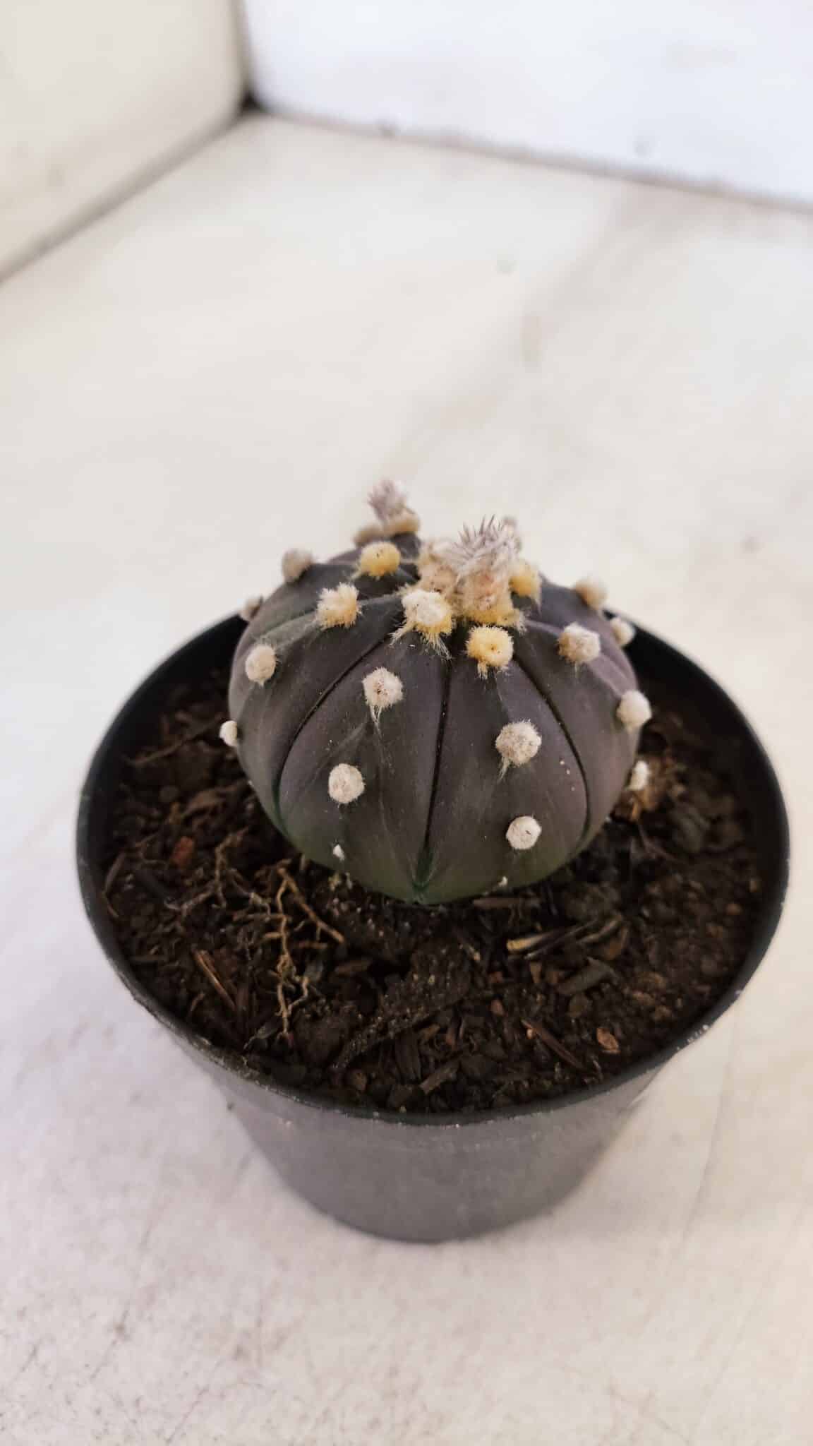 ASTROPHYTUM ASTERIAS “Purple”  Nº 898 – vaso 09