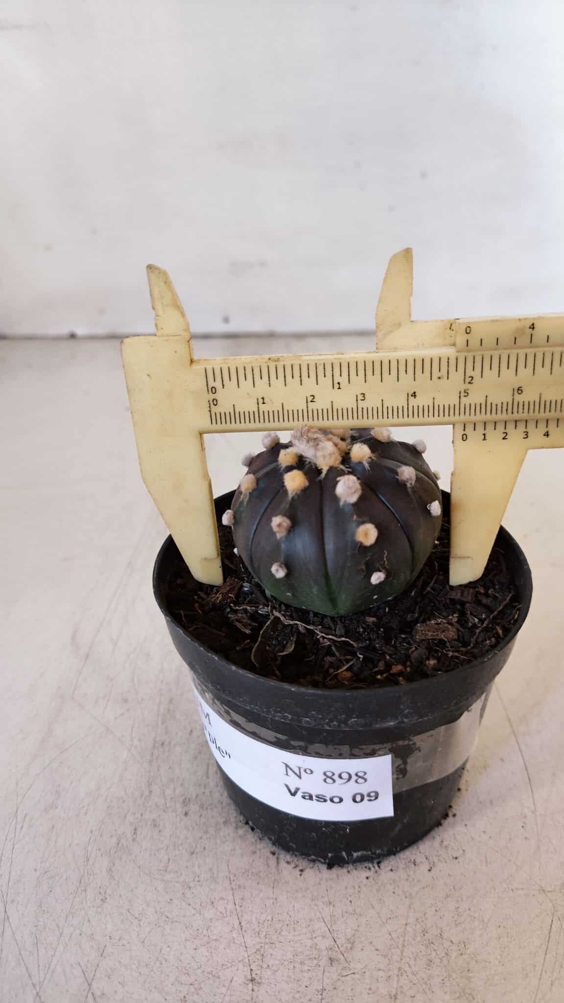ASTROPHYTUM ASTERIAS “Purple”  Nº 898 – vaso 09