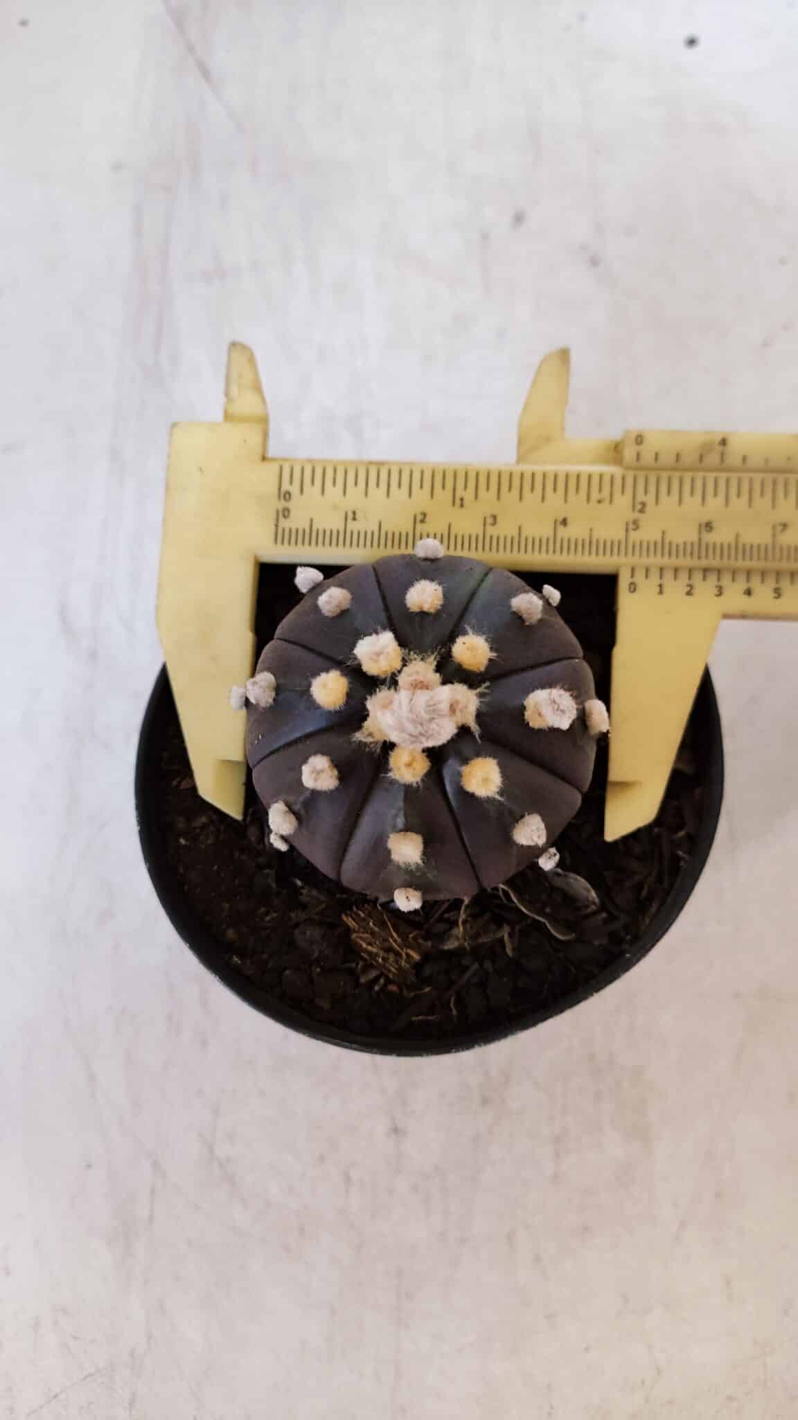 ASTROPHYTUM ASTERIAS “Purple”  Nº 898 – vaso 09