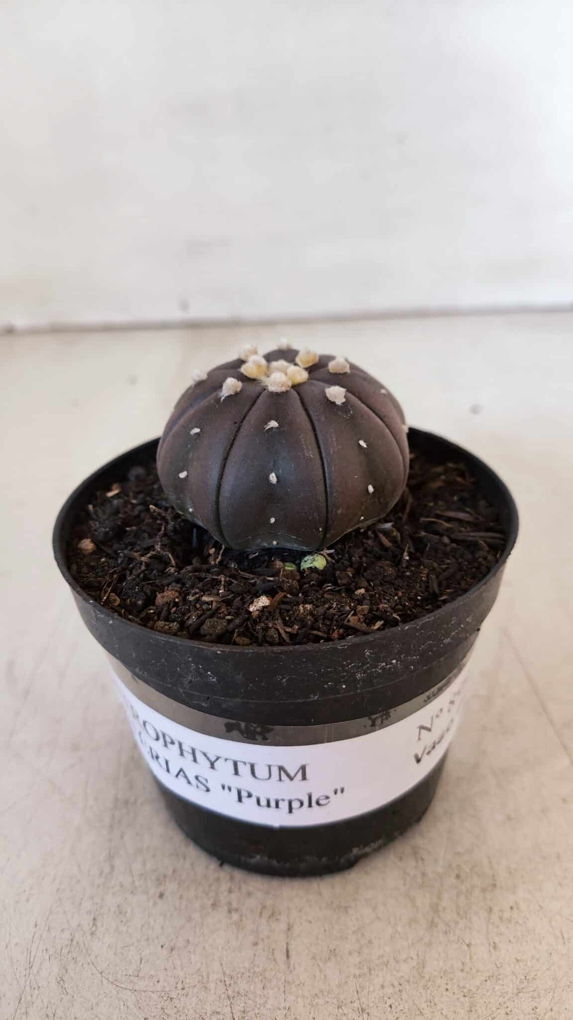 ASTROPHYTUM ASTERIAS “Purple”  Nº 899 – vaso 09