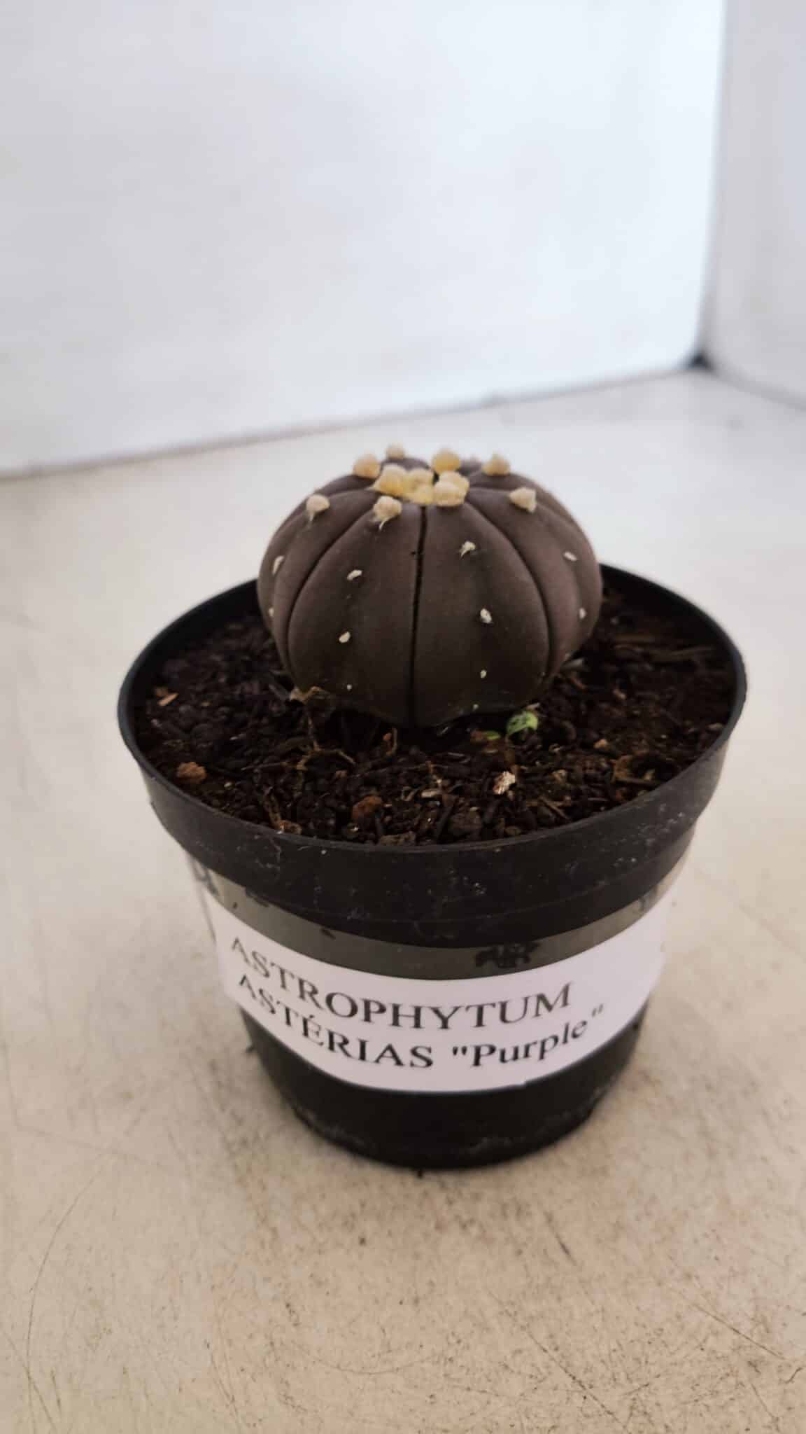 ASTROPHYTUM ASTERIAS “Purple”  Nº 899 – vaso 09