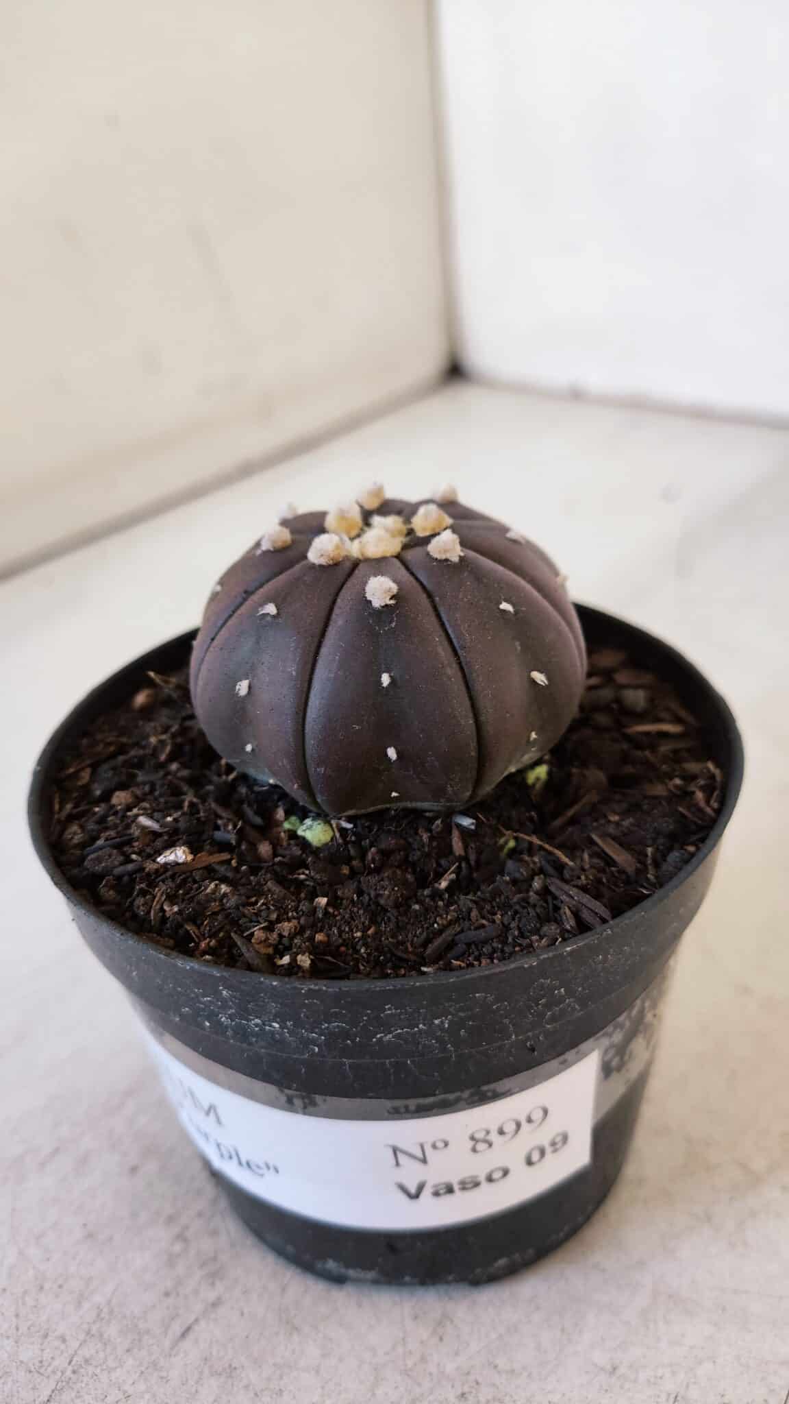 ASTROPHYTUM ASTERIAS “Purple”  Nº 899 – vaso 09