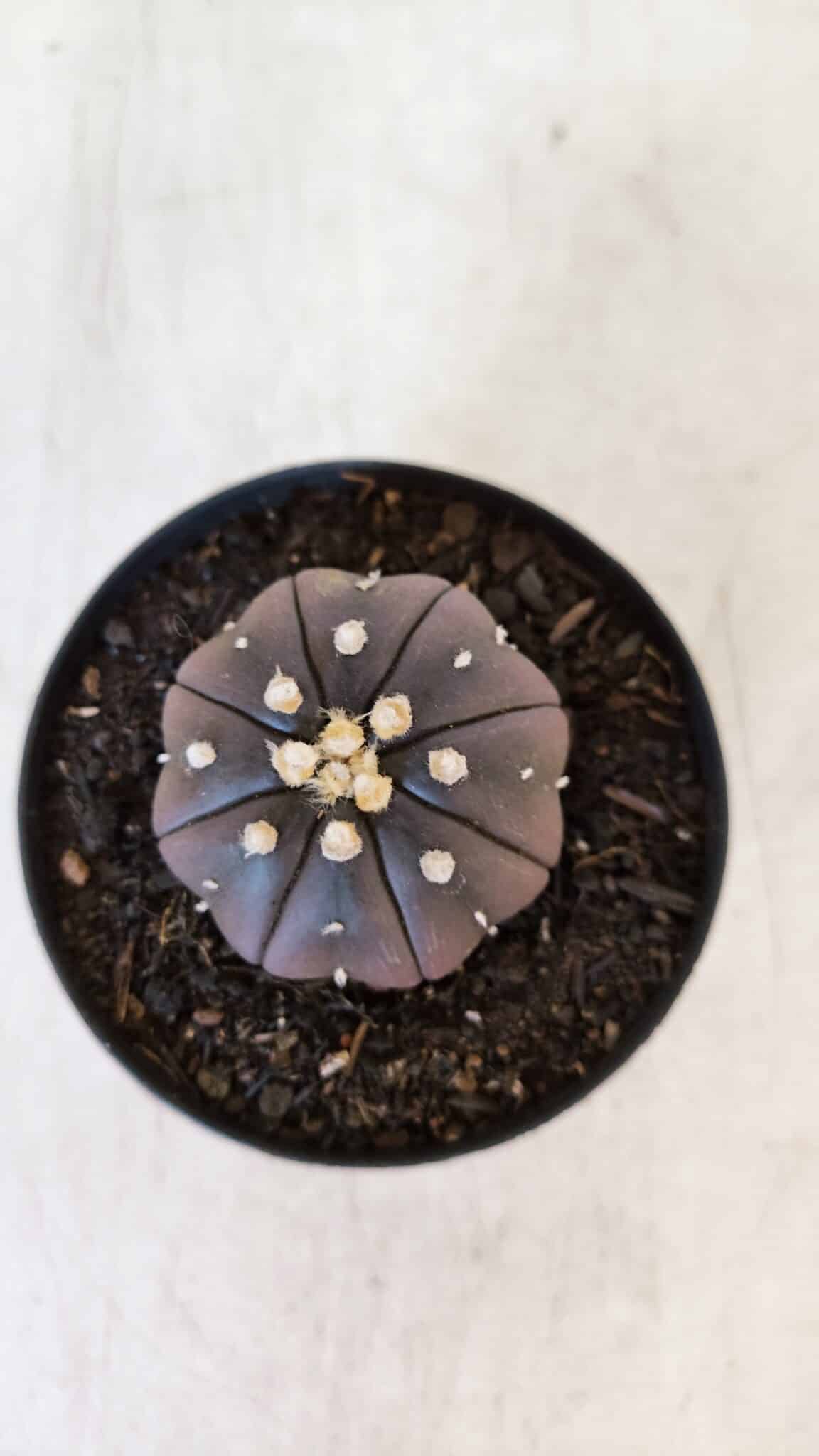 ASTROPHYTUM ASTERIAS “Purple”  Nº 899 – vaso 09