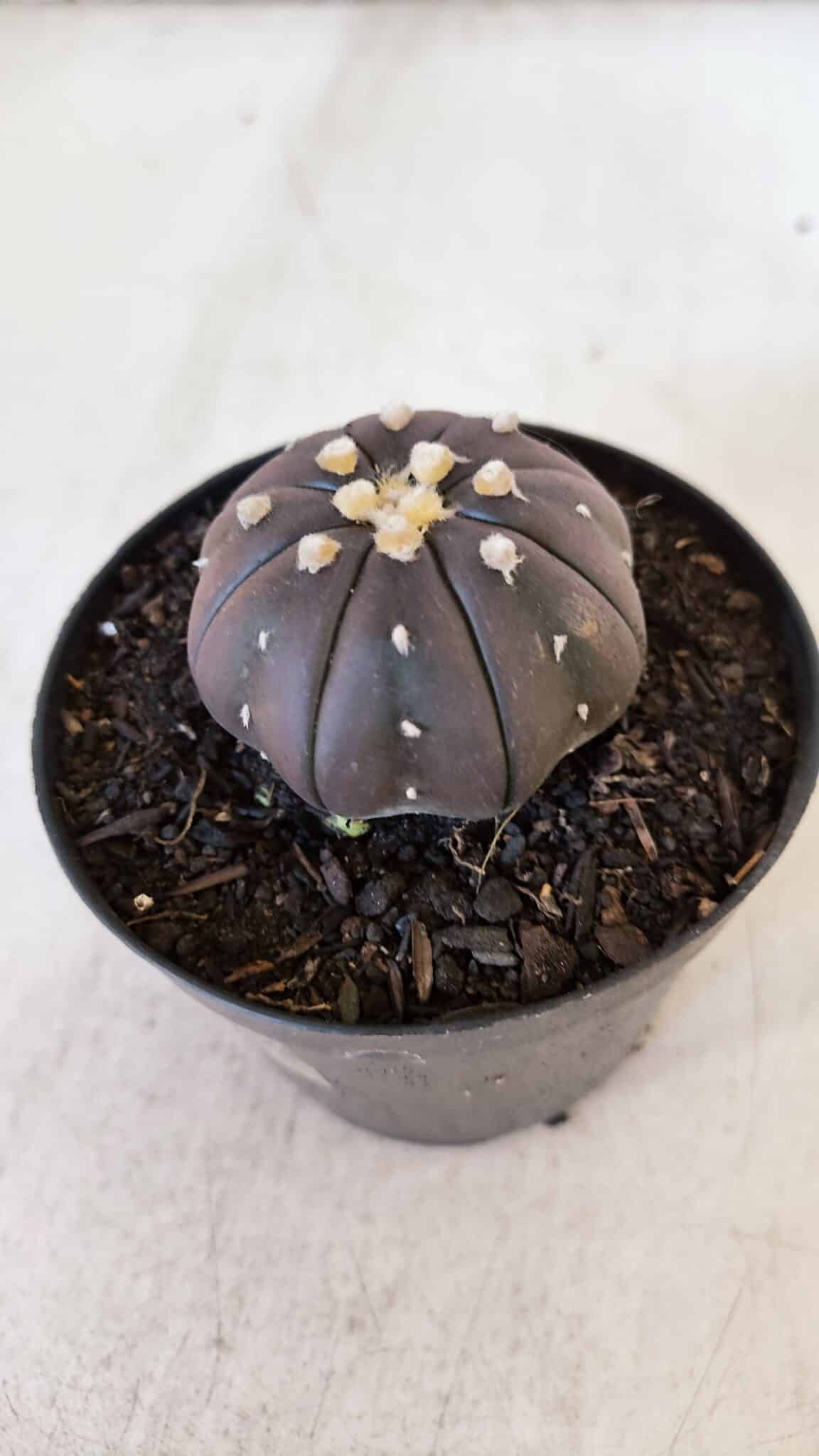 ASTROPHYTUM ASTERIAS “Purple”  Nº 899 – vaso 09