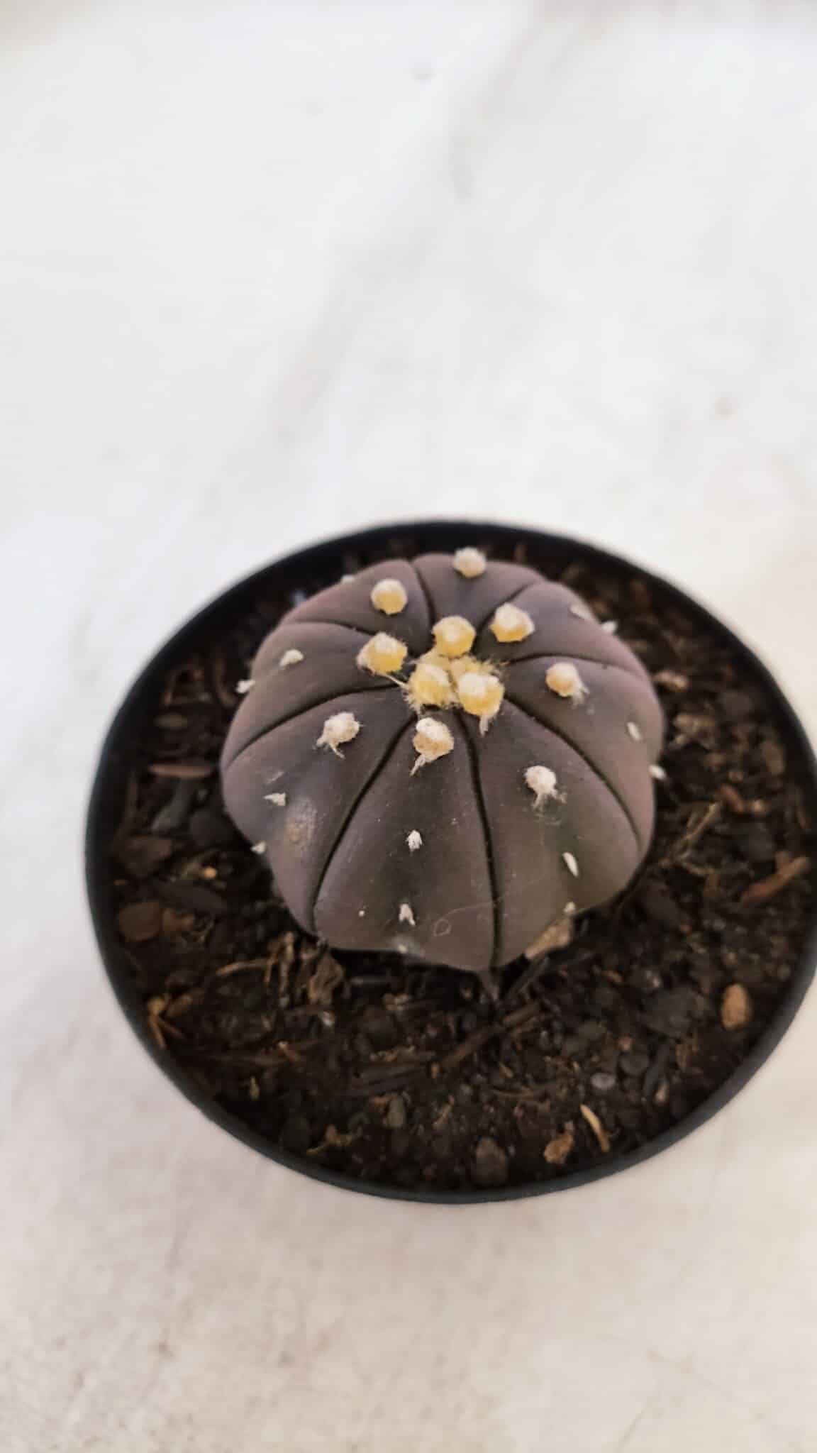 ASTROPHYTUM ASTERIAS “Purple”  Nº 899 – vaso 09