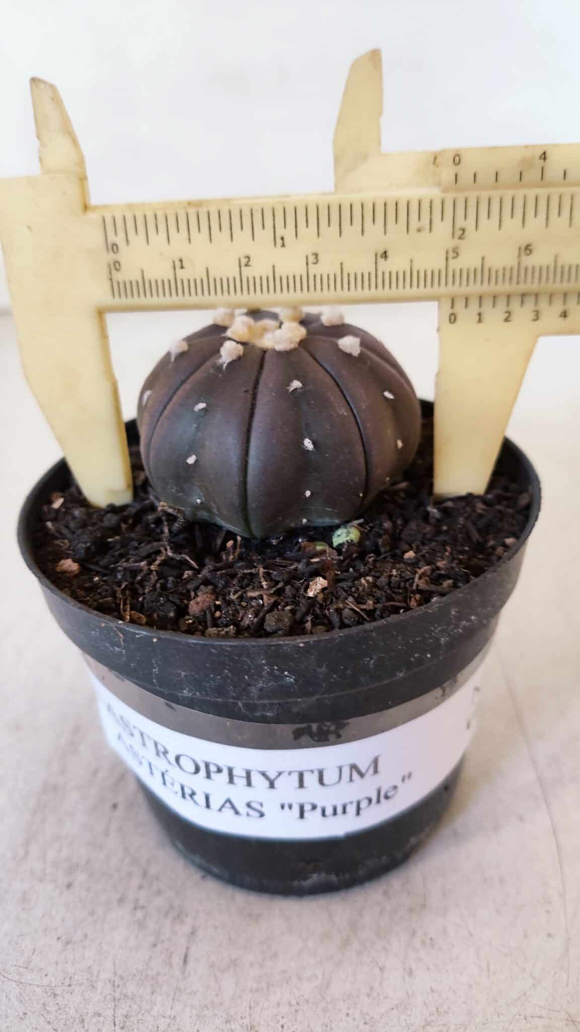 ASTROPHYTUM ASTERIAS “Purple”  Nº 899 – vaso 09