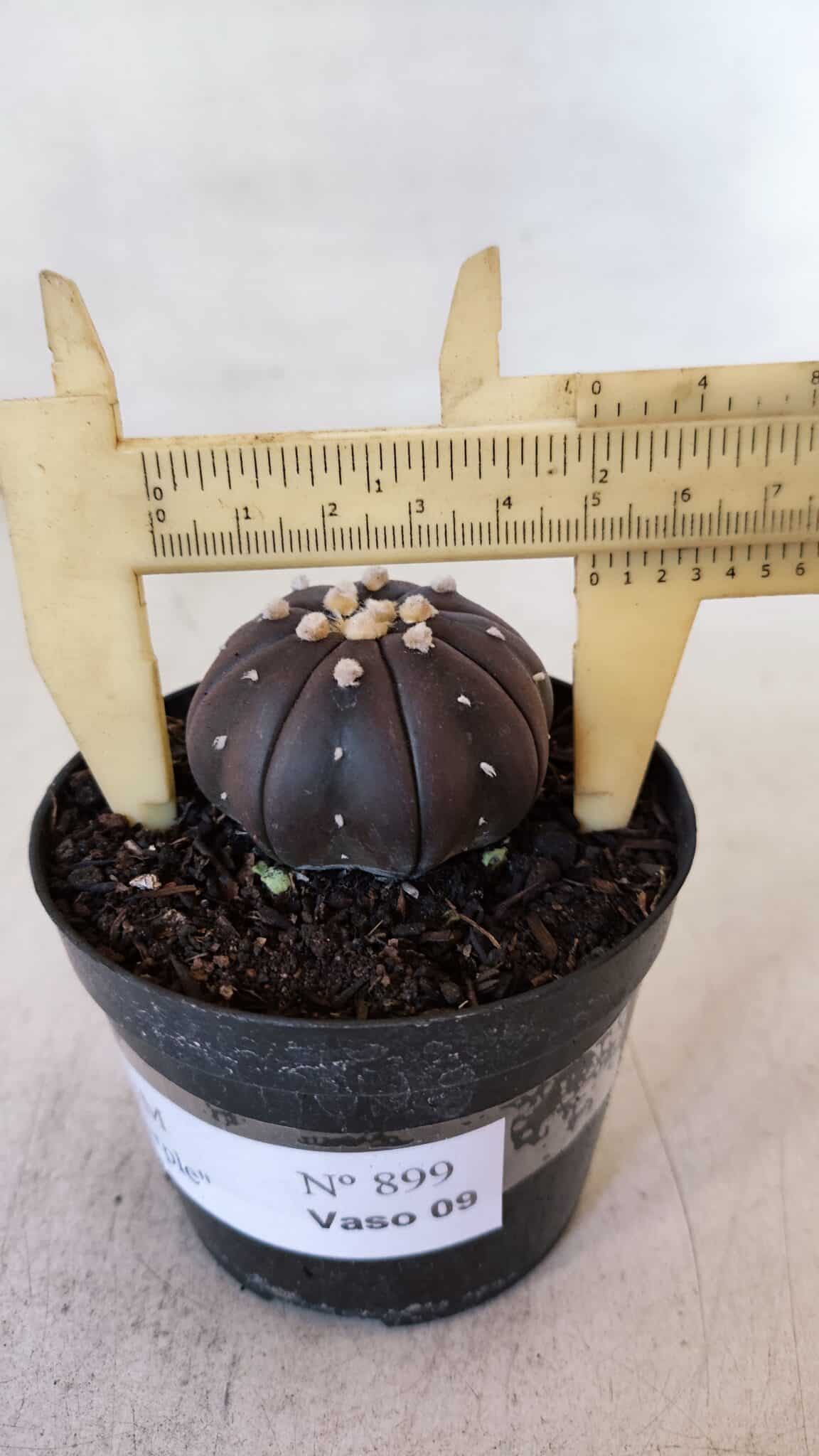 ASTROPHYTUM ASTERIAS “Purple”  Nº 899 – vaso 09