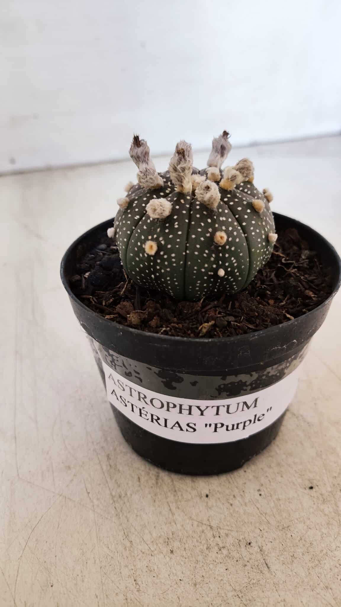 ASTROPHYTUM ASTERIAS “Purple”  Nº 900 – vaso 09