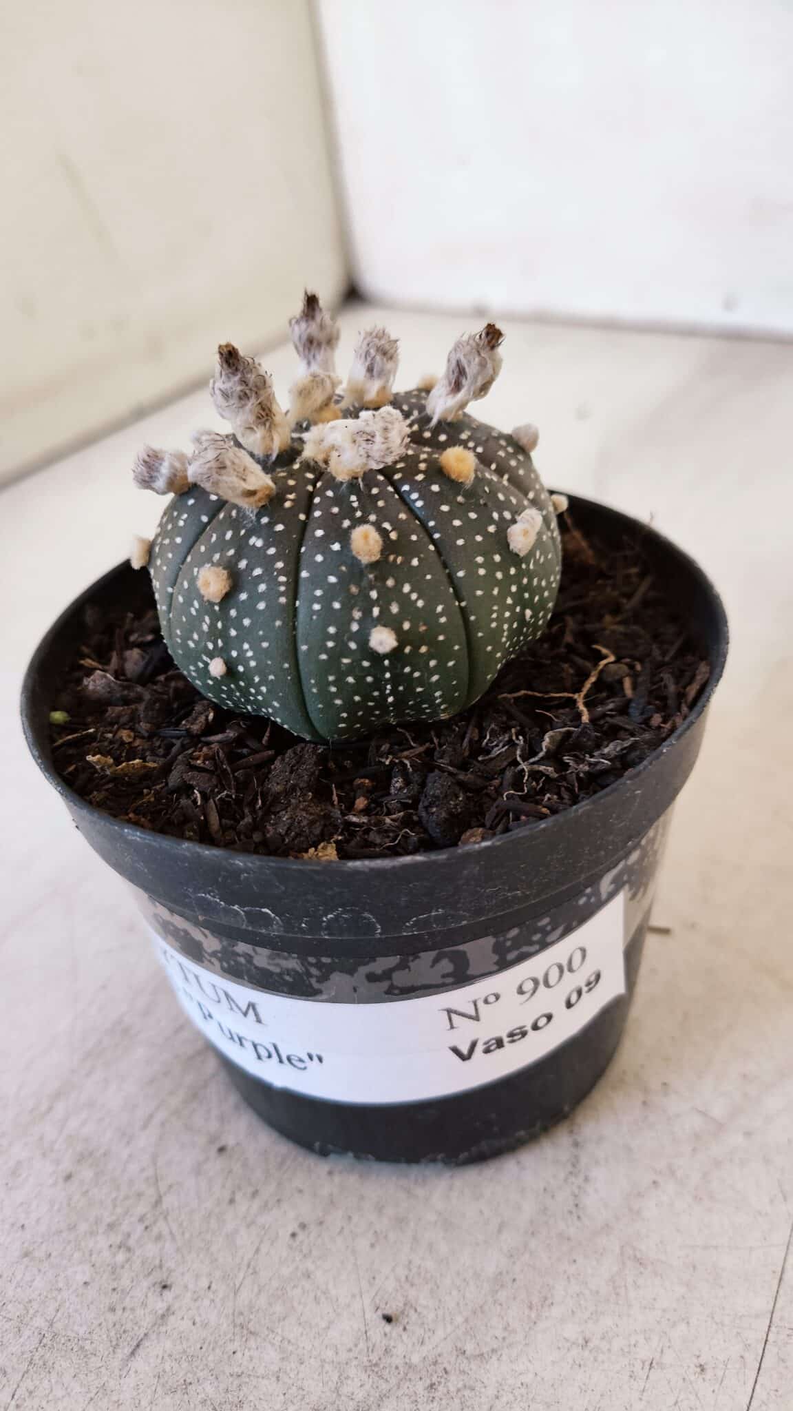 ASTROPHYTUM ASTERIAS “Purple”  Nº 900 – vaso 09