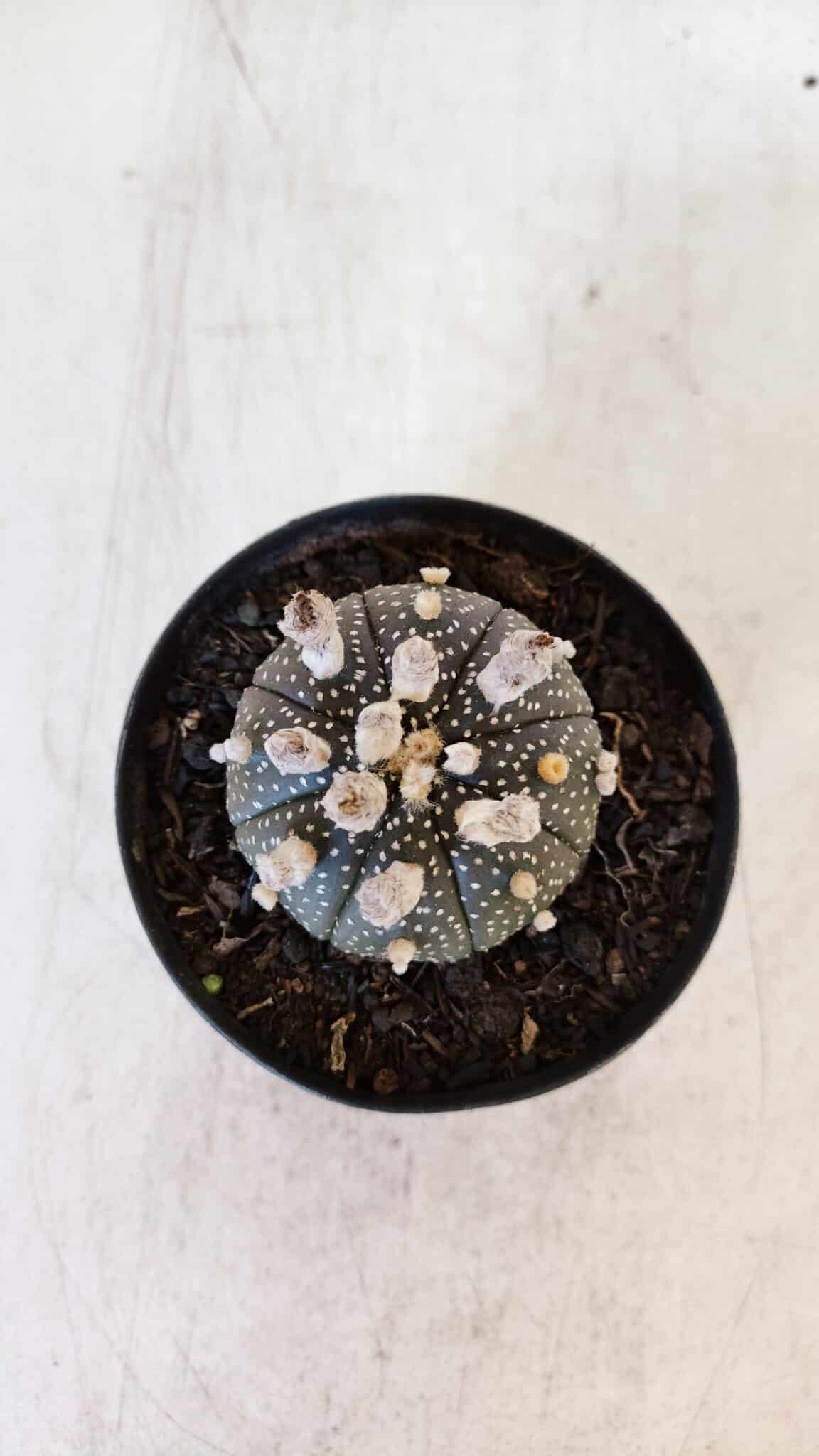 ASTROPHYTUM ASTERIAS “Purple”  Nº 900 – vaso 09