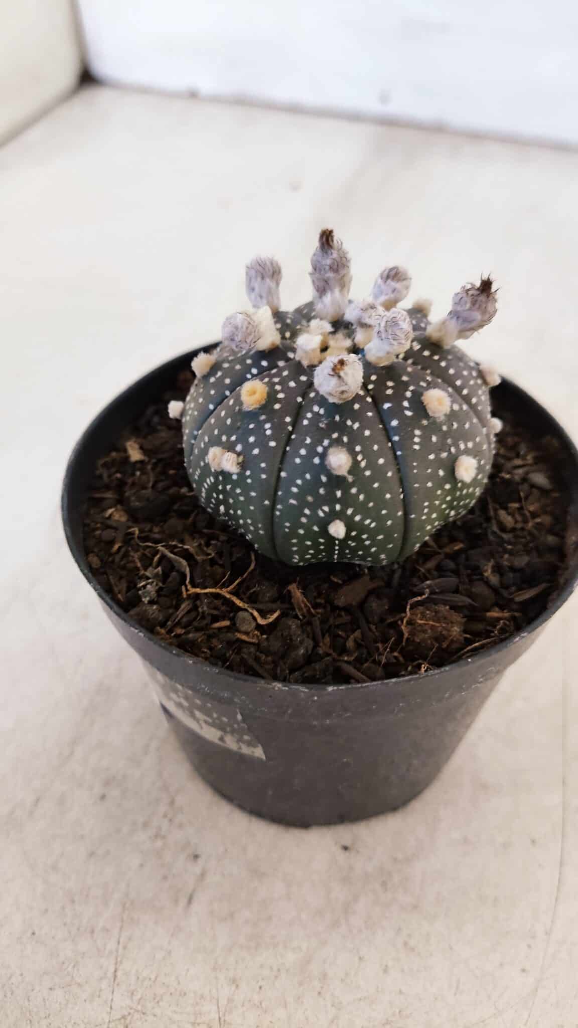 ASTROPHYTUM ASTERIAS “Purple”  Nº 900 – vaso 09
