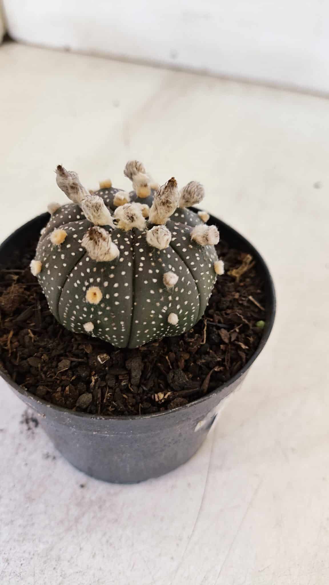 ASTROPHYTUM ASTERIAS “Purple”  Nº 900 – vaso 09
