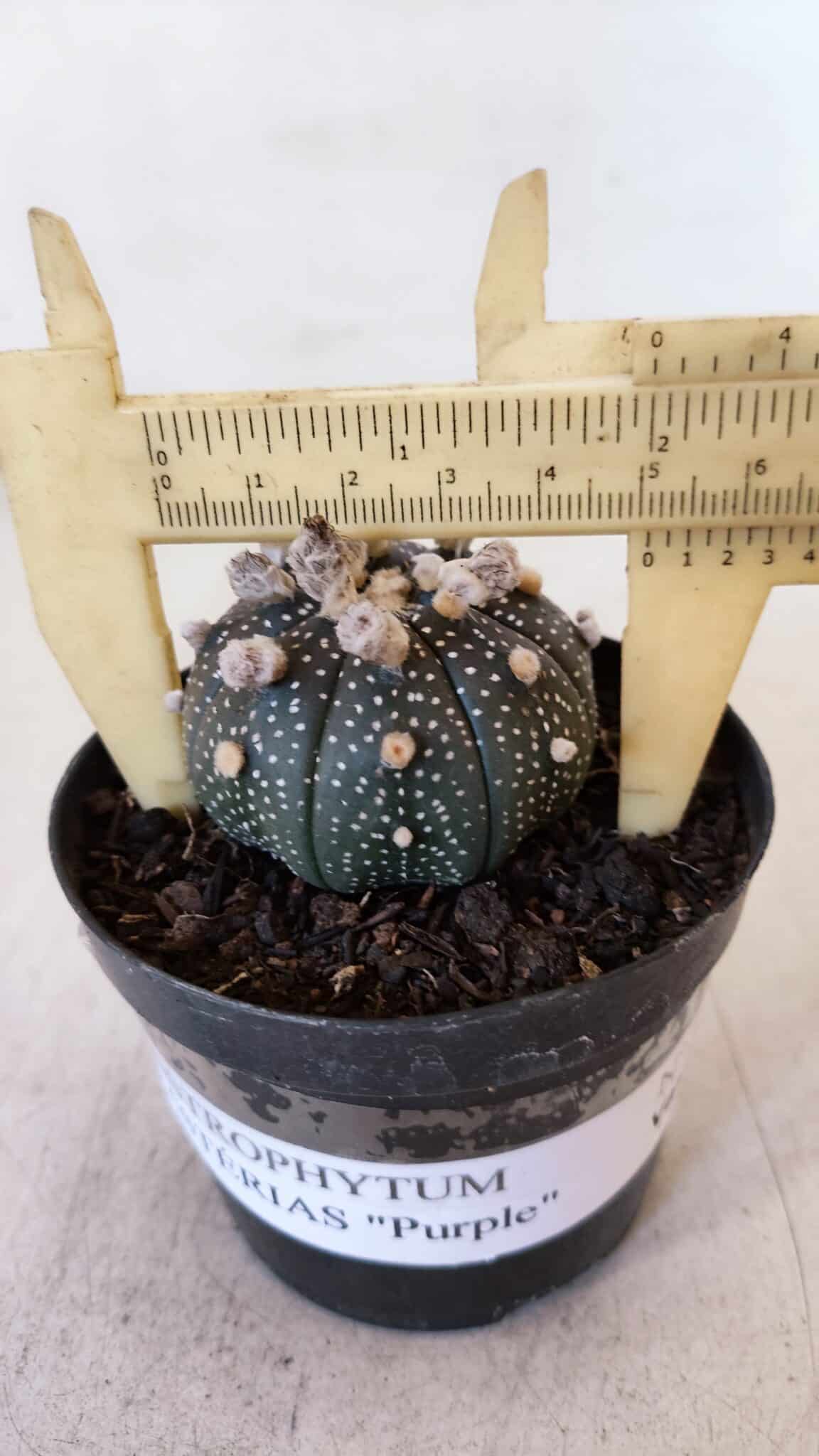 ASTROPHYTUM ASTERIAS “Purple”  Nº 900 – vaso 09