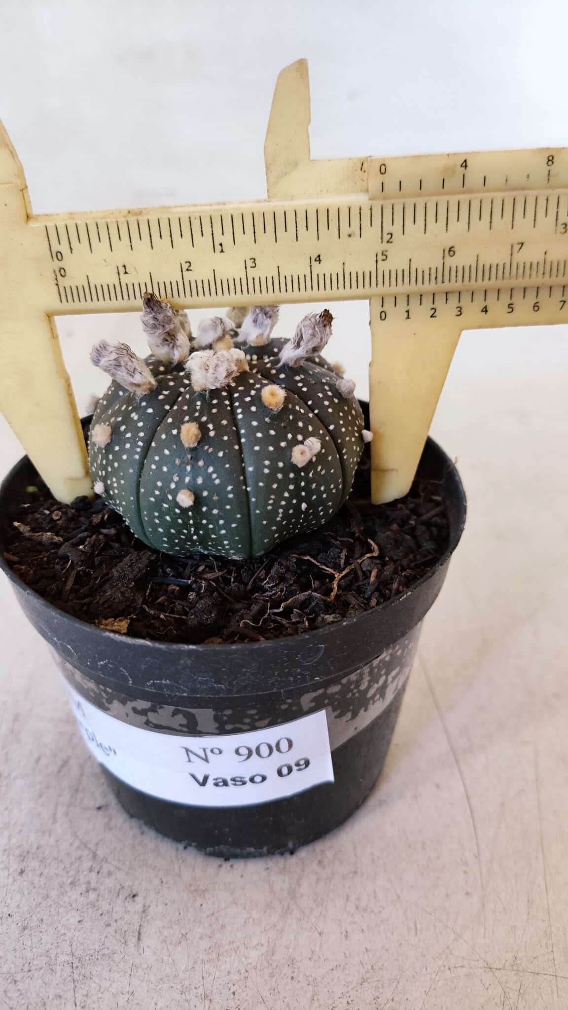 ASTROPHYTUM ASTERIAS “Purple”  Nº 900 – vaso 09