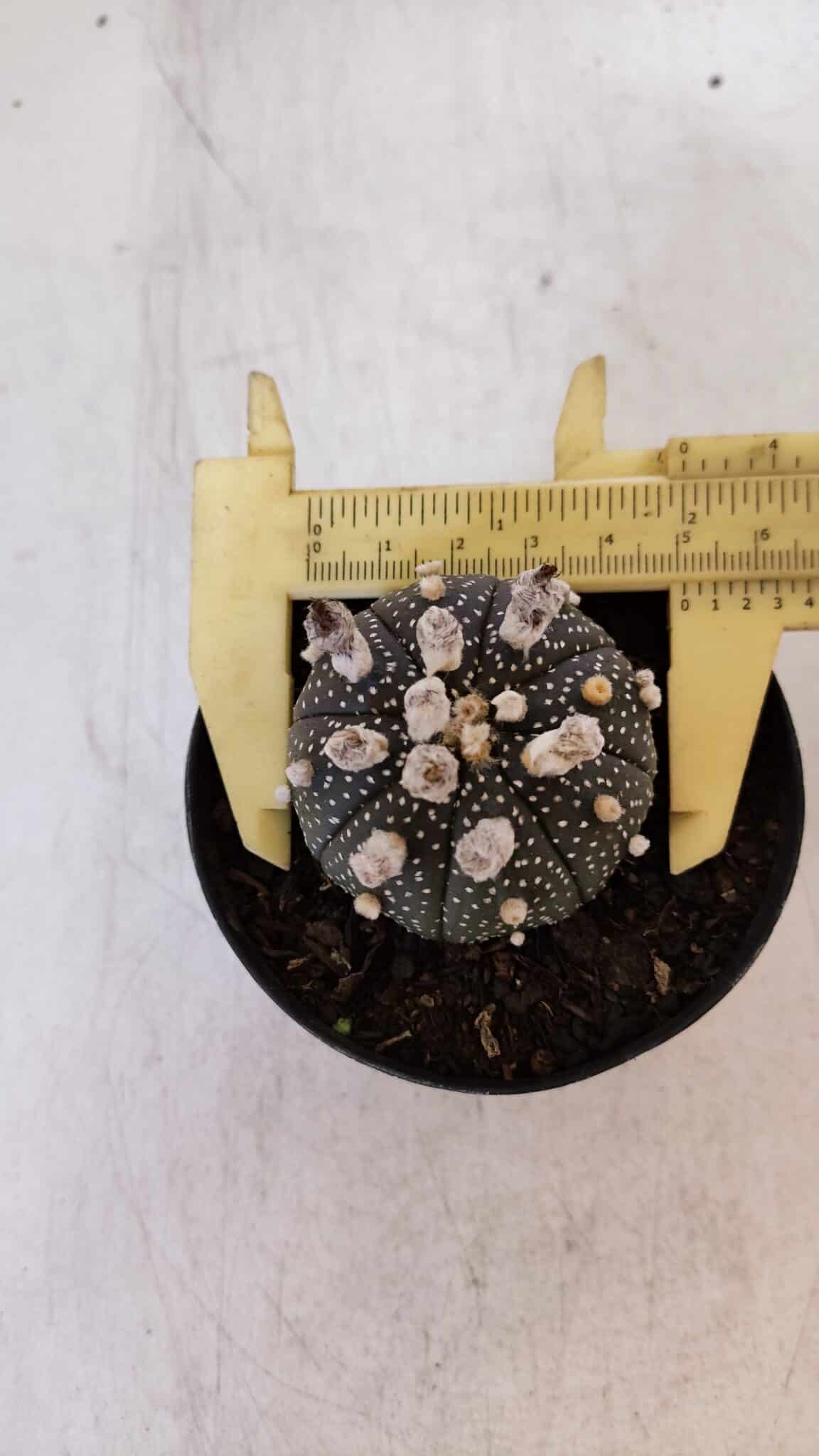 ASTROPHYTUM ASTERIAS “Purple”  Nº 900 – vaso 09
