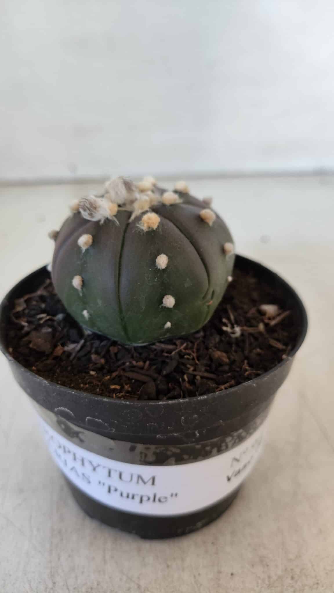 ASTROPHYTUM ASTERIAS “Purple”  Nº 902 – vaso 09