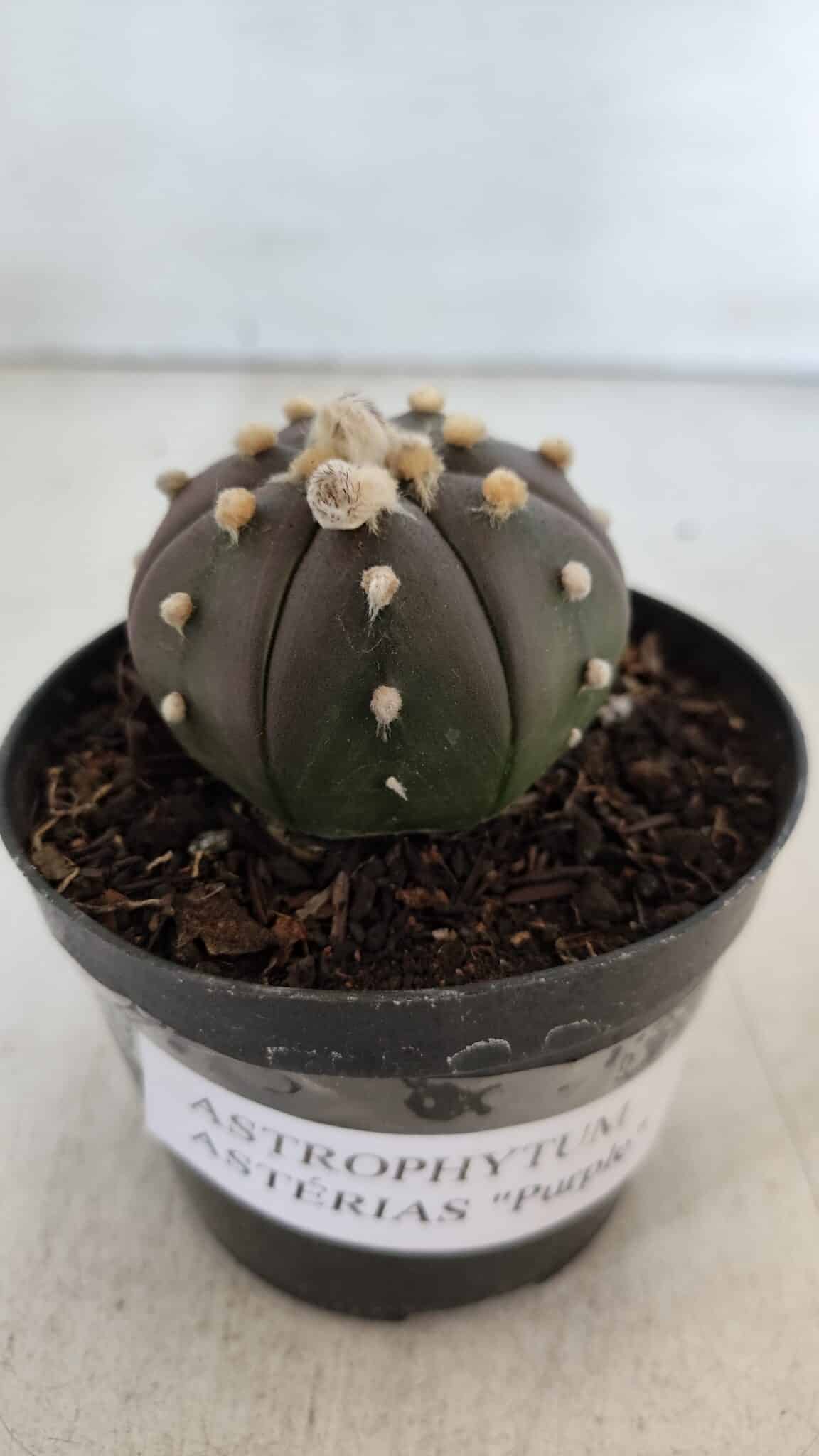 ASTROPHYTUM ASTERIAS “Purple”  Nº 902 – vaso 09
