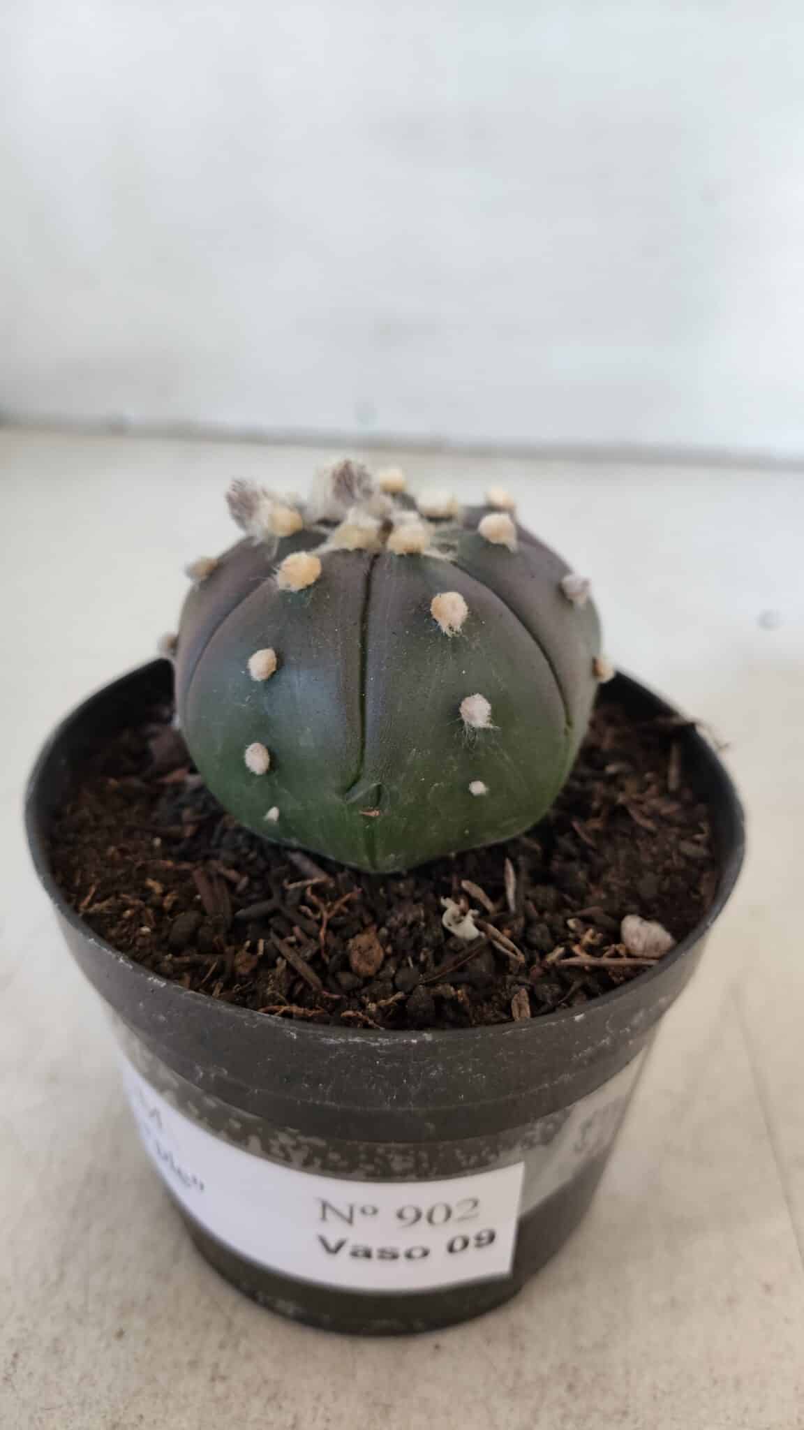 ASTROPHYTUM ASTERIAS “Purple”  Nº 902 – vaso 09
