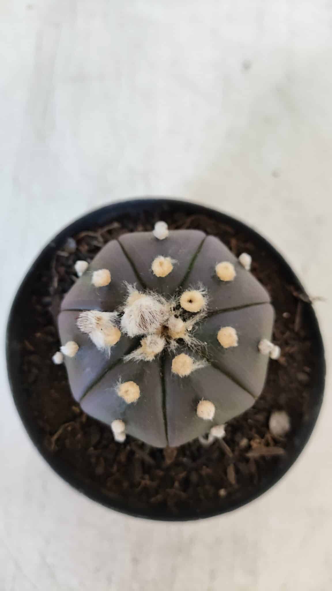 ASTROPHYTUM ASTERIAS “Purple”  Nº 902 – vaso 09