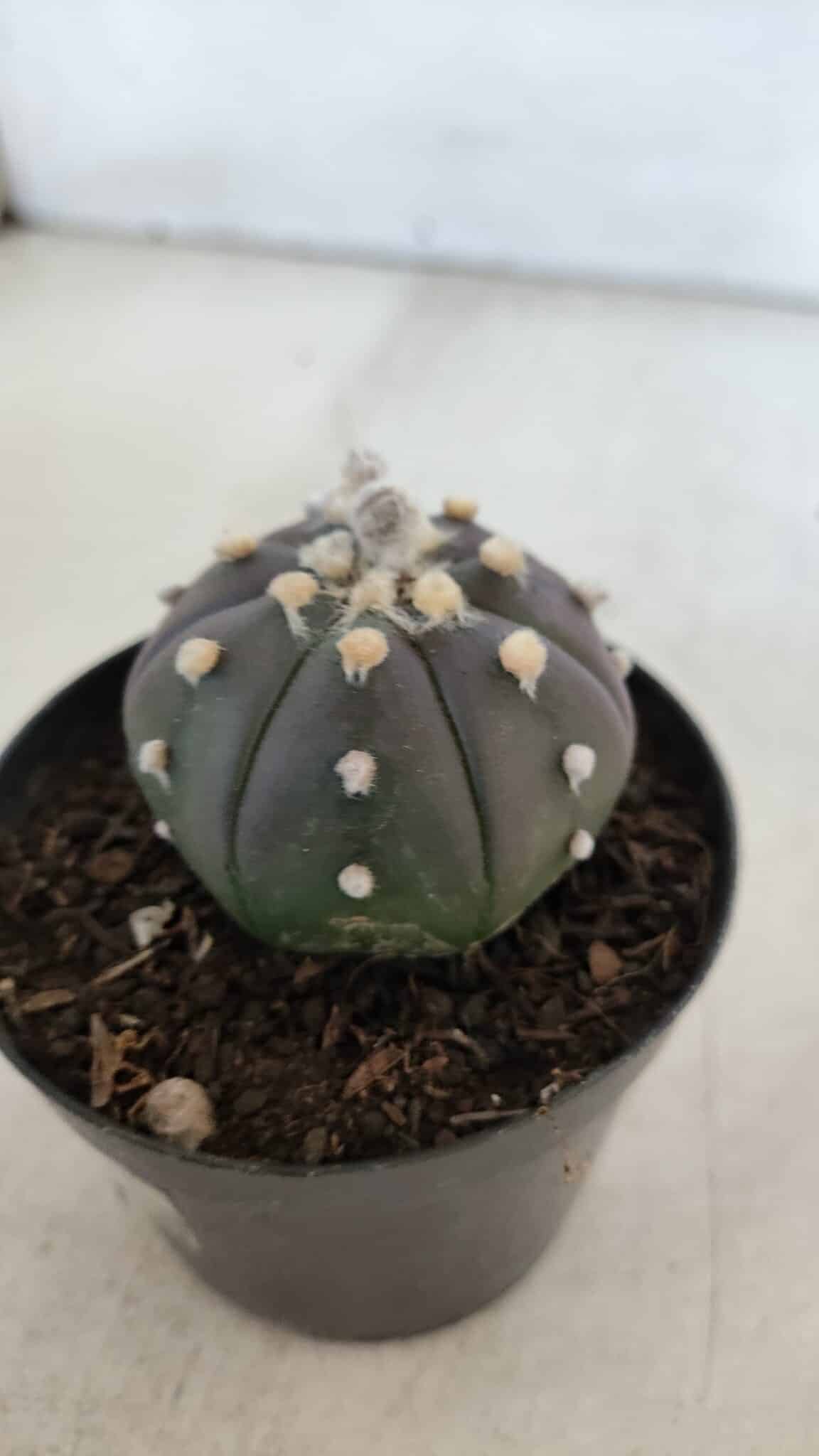 ASTROPHYTUM ASTERIAS “Purple”  Nº 902 – vaso 09