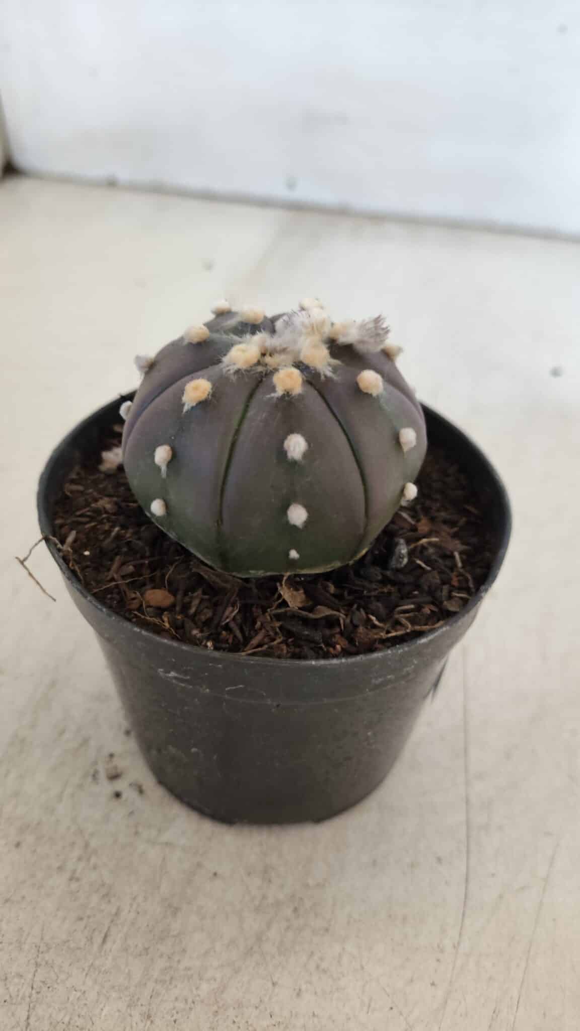 ASTROPHYTUM ASTERIAS “Purple”  Nº 902 – vaso 09