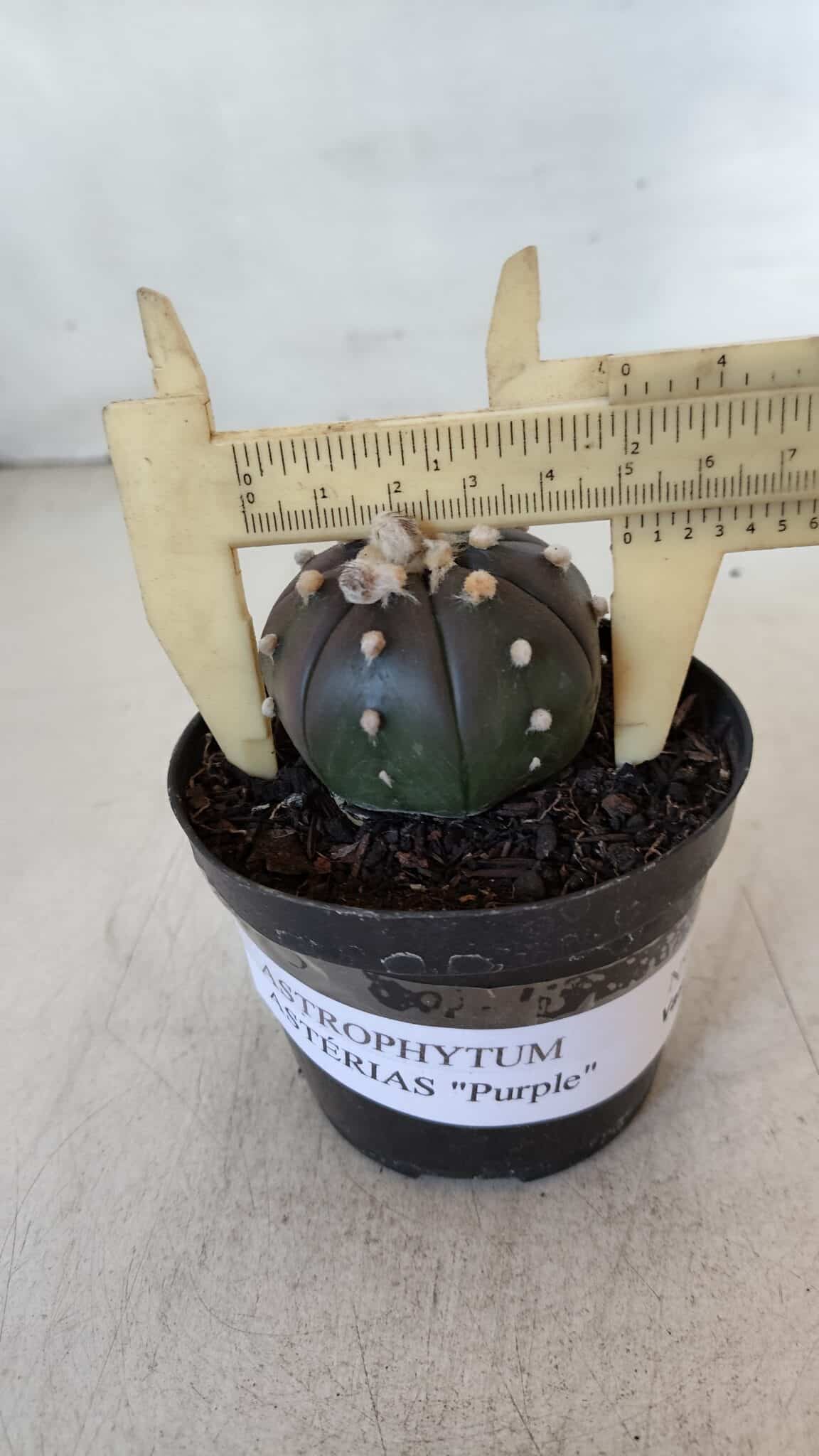 ASTROPHYTUM ASTERIAS “Purple”  Nº 902 – vaso 09
