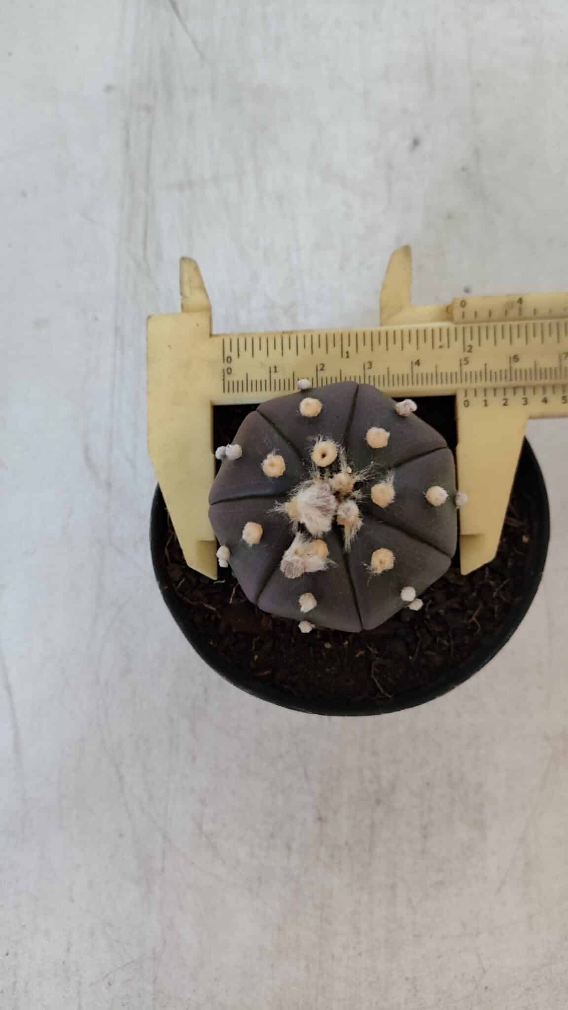 ASTROPHYTUM ASTERIAS “Purple”  Nº 902 – vaso 09