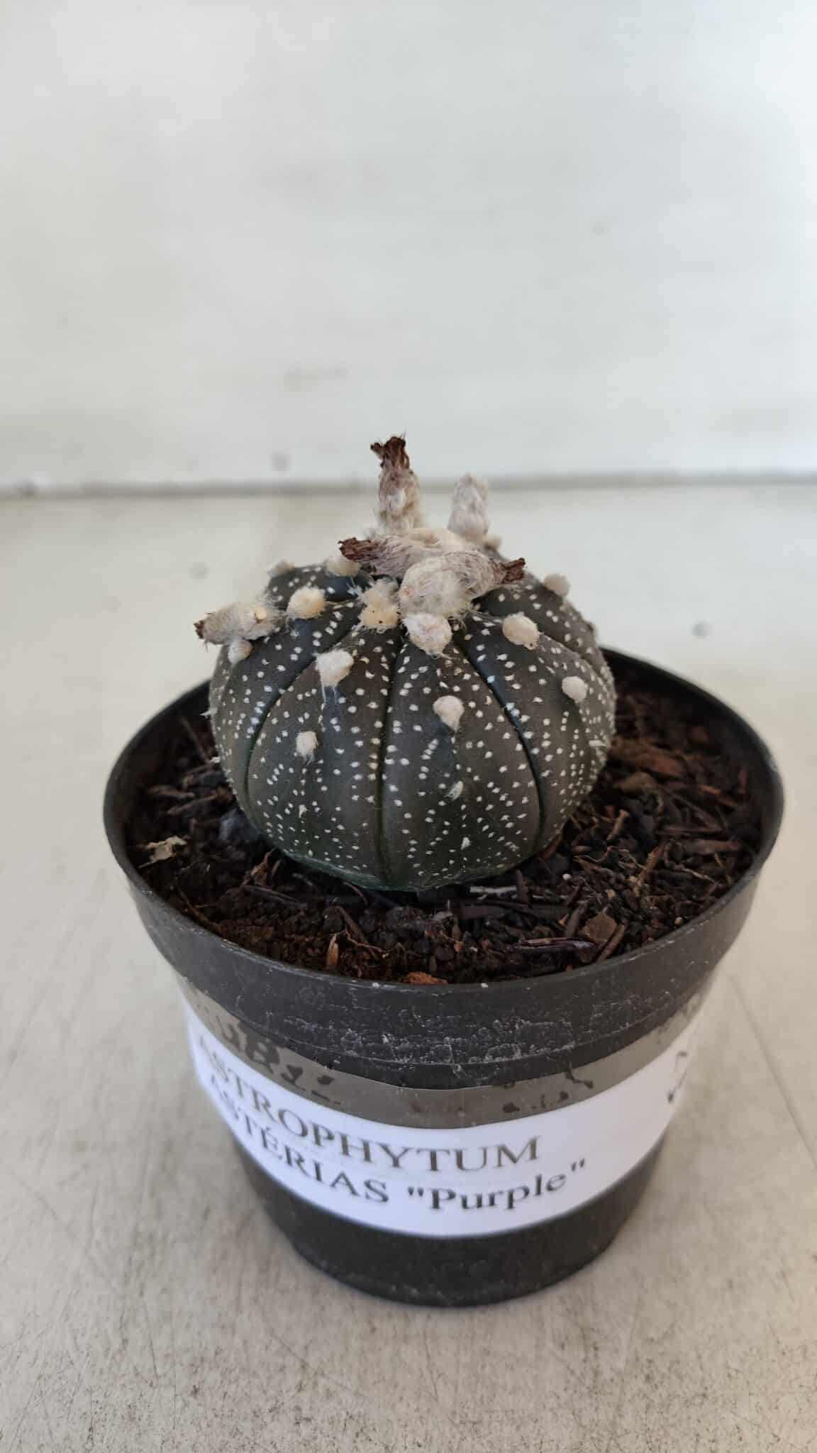 ASTROPHYTUM ASTERIAS “Purple”  Nº 903 – vaso 09