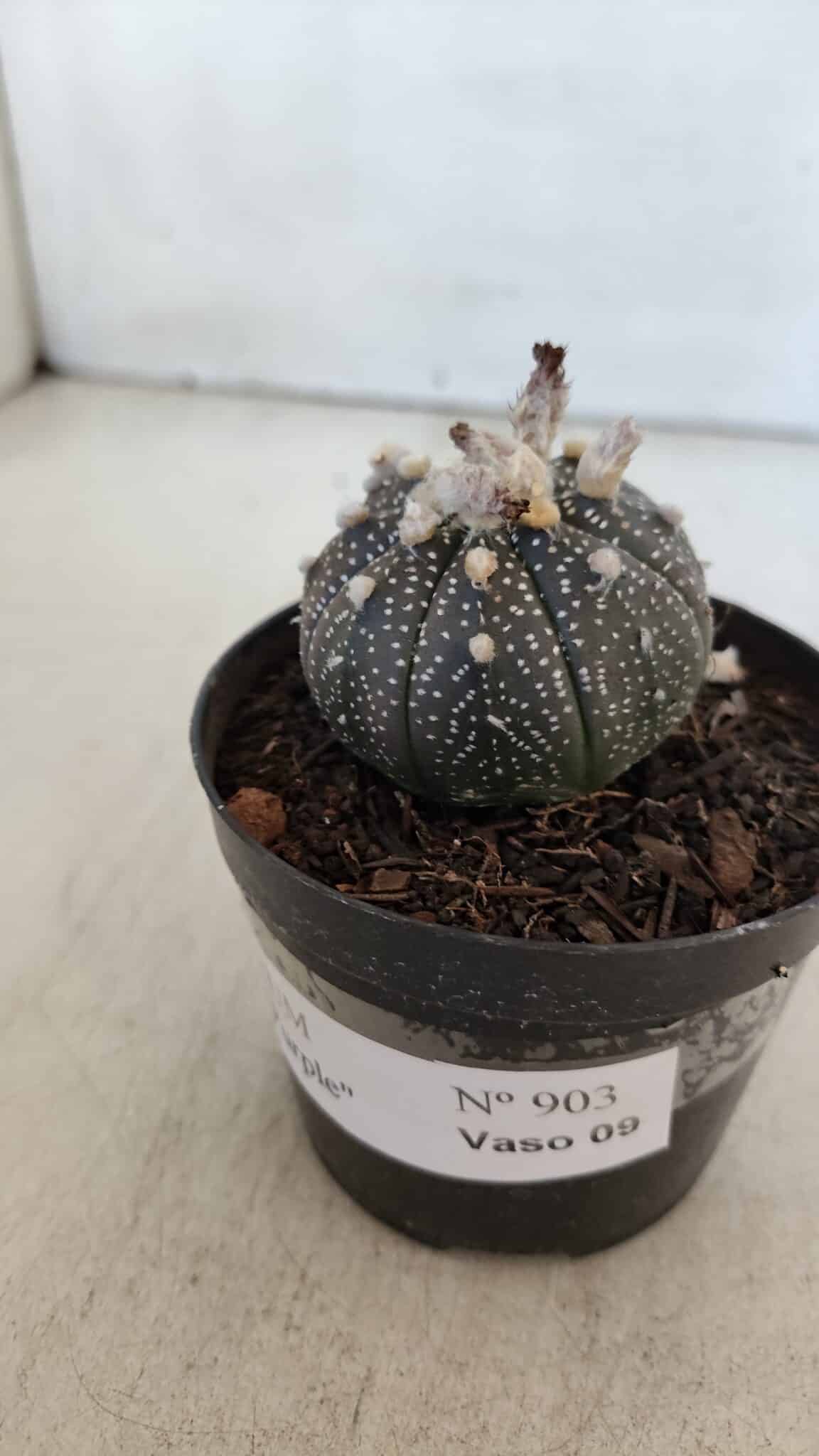 ASTROPHYTUM ASTERIAS “Purple”  Nº 903 – vaso 09