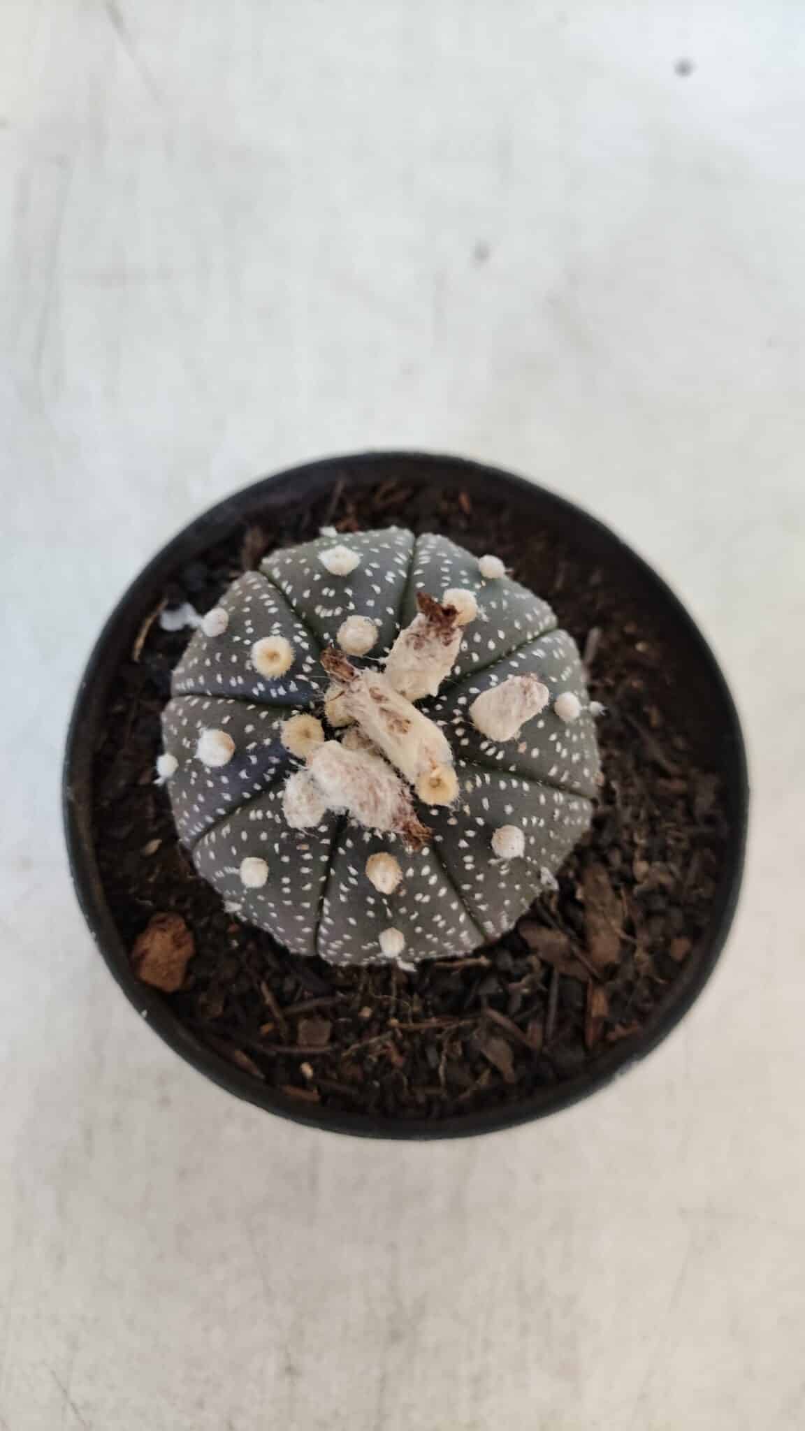 ASTROPHYTUM ASTERIAS “Purple”  Nº 903 – vaso 09