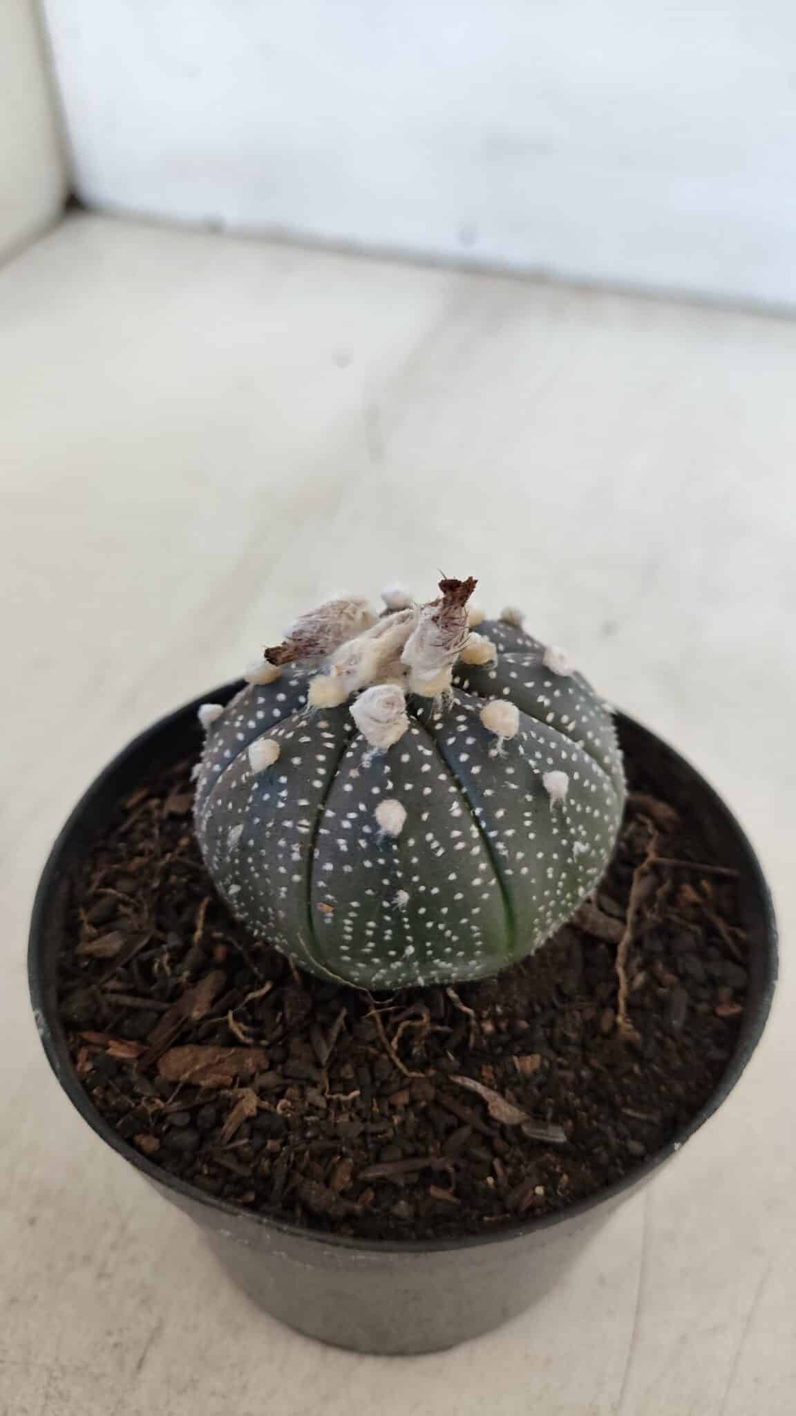 ASTROPHYTUM ASTERIAS “Purple”  Nº 903 – vaso 09