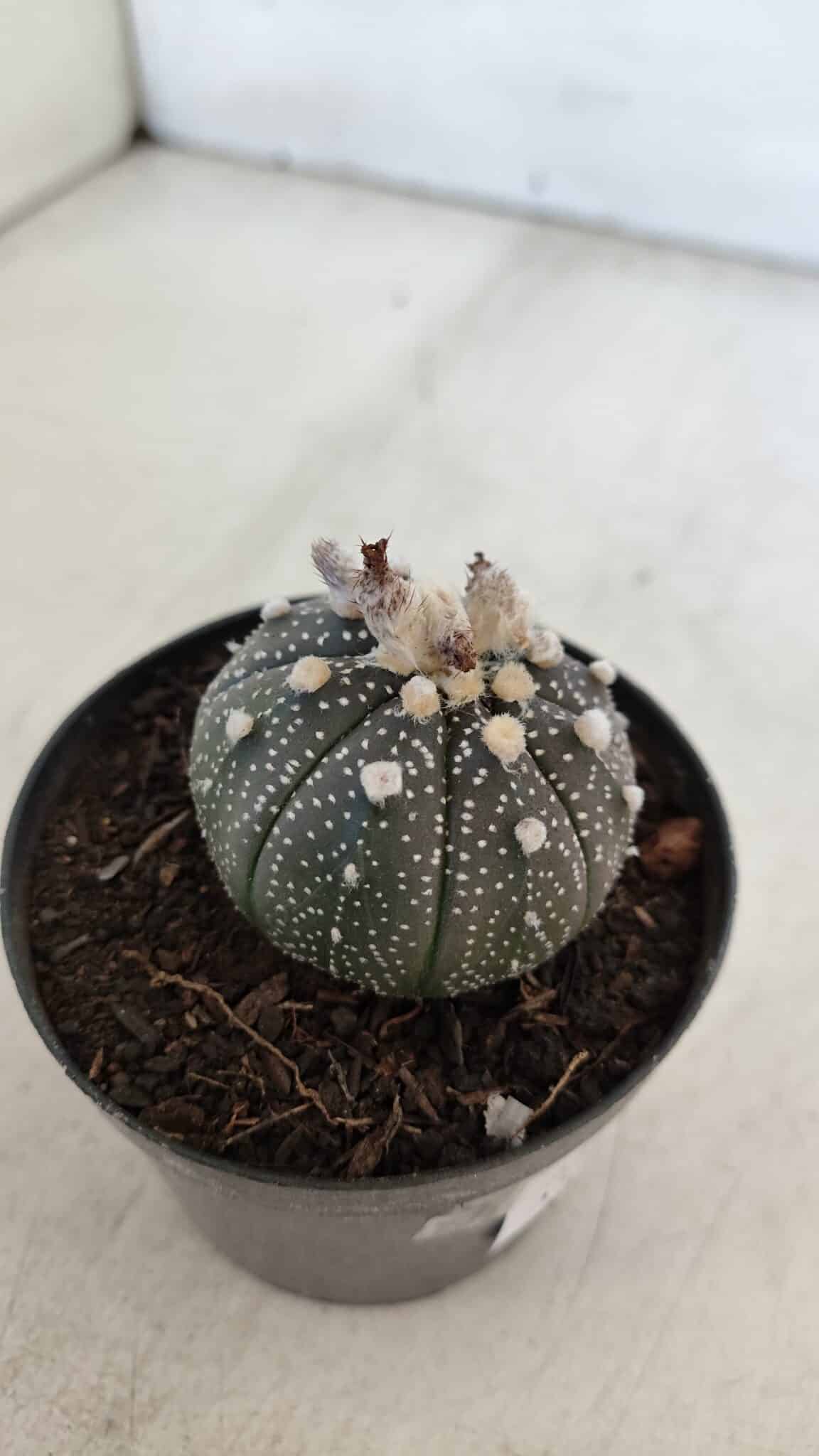 ASTROPHYTUM ASTERIAS “Purple”  Nº 903 – vaso 09
