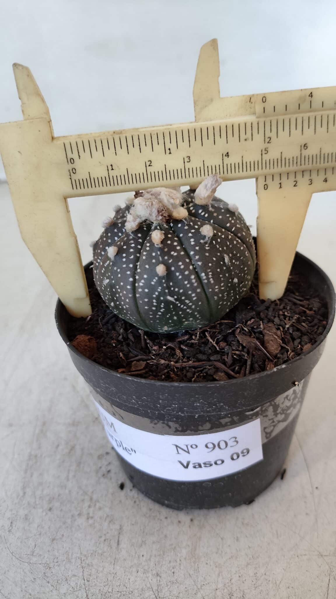 ASTROPHYTUM ASTERIAS “Purple”  Nº 903 – vaso 09