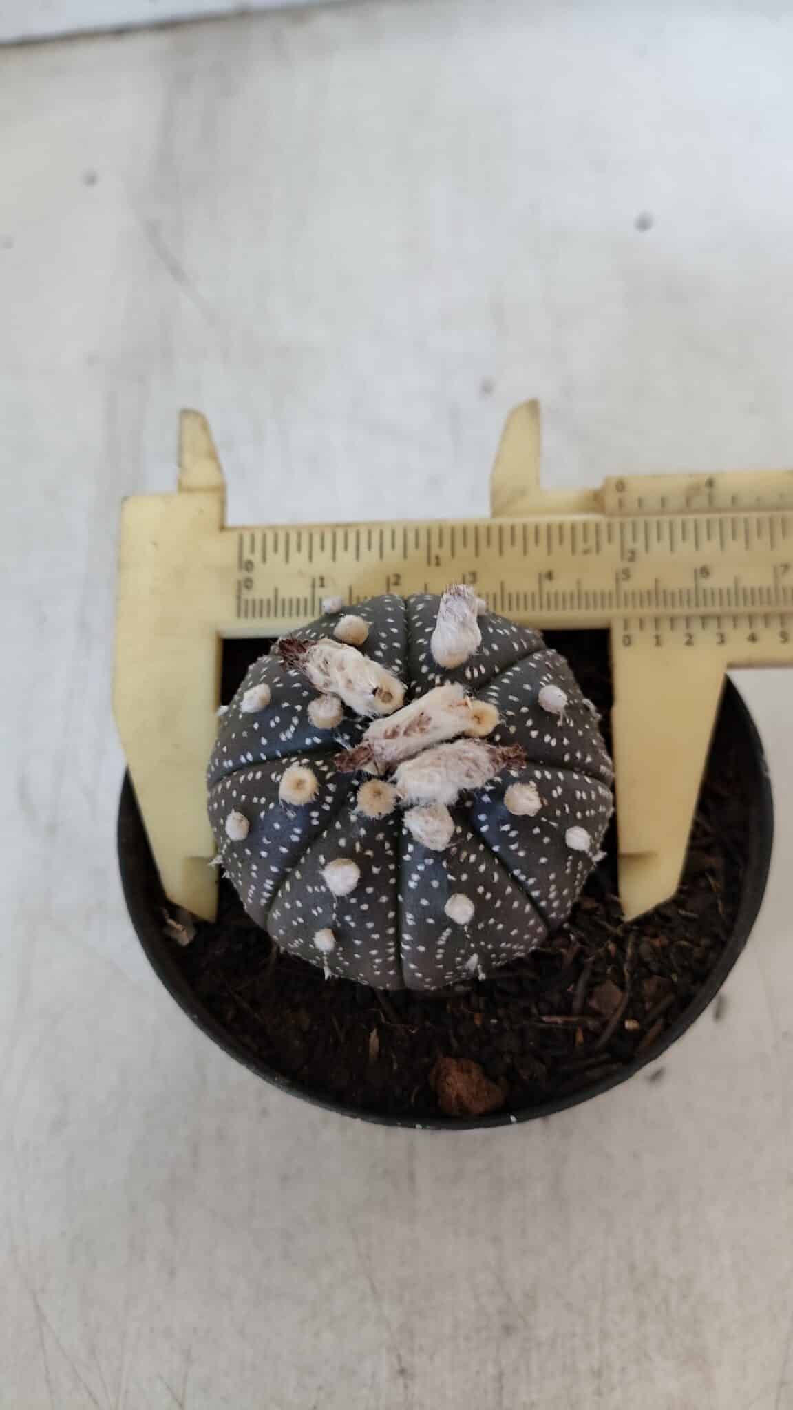 ASTROPHYTUM ASTERIAS “Purple”  Nº 903 – vaso 09