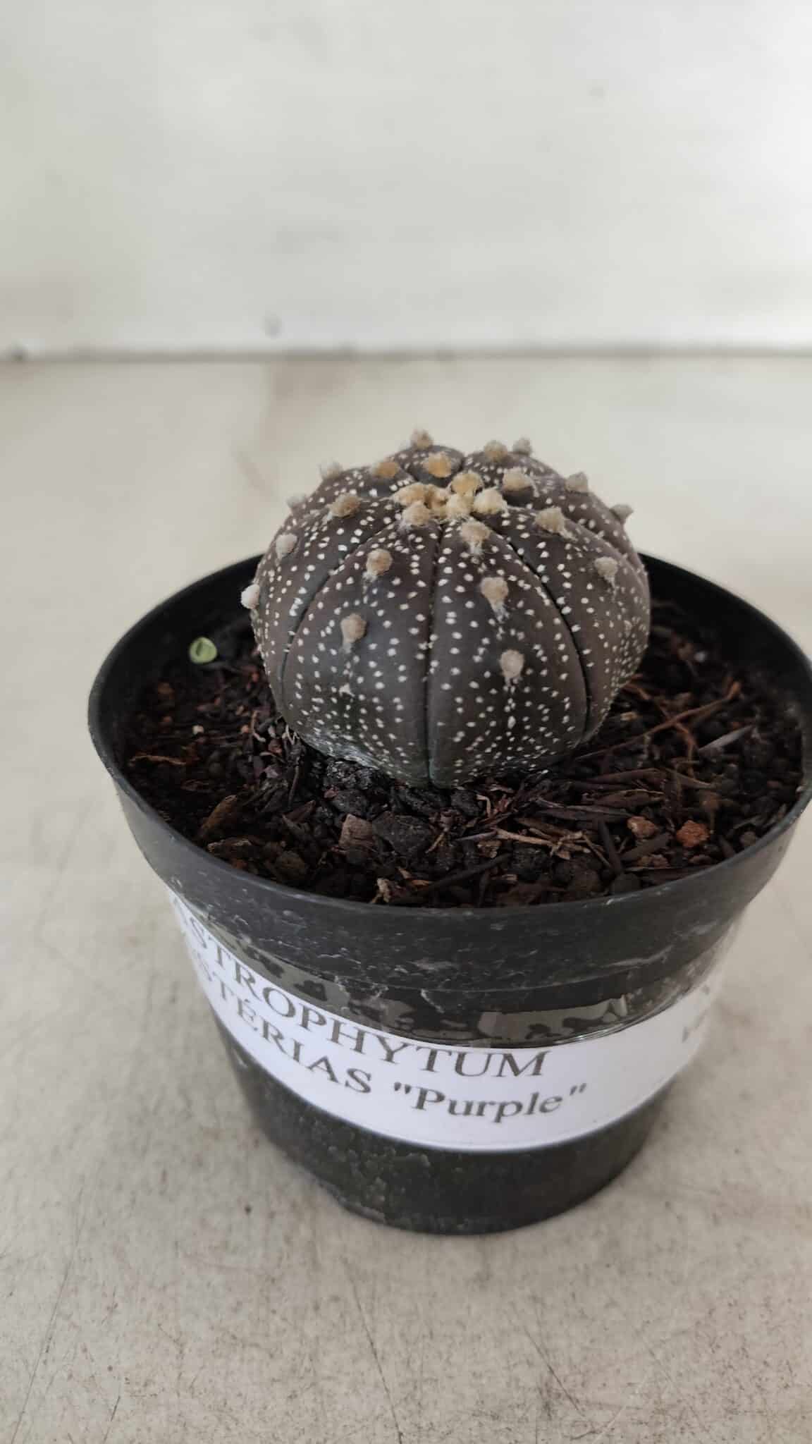 ASTROPHYTUM ASTERIAS “Purple”  Nº 904 – vaso 09