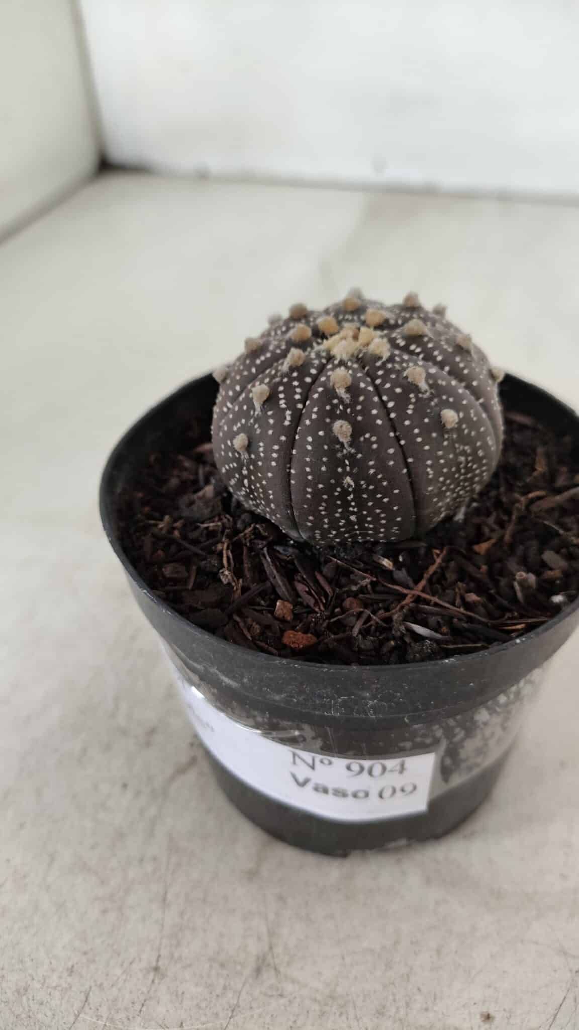 ASTROPHYTUM ASTERIAS “Purple”  Nº 904 – vaso 09
