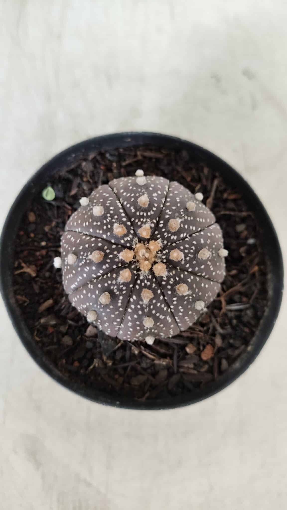 ASTROPHYTUM ASTERIAS “Purple”  Nº 904 – vaso 09