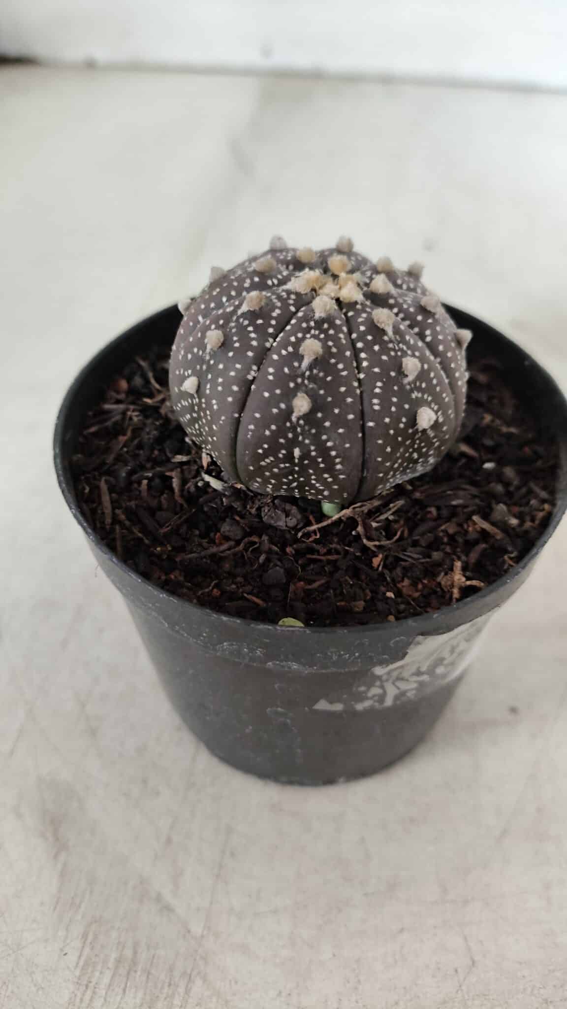 ASTROPHYTUM ASTERIAS “Purple”  Nº 904 – vaso 09