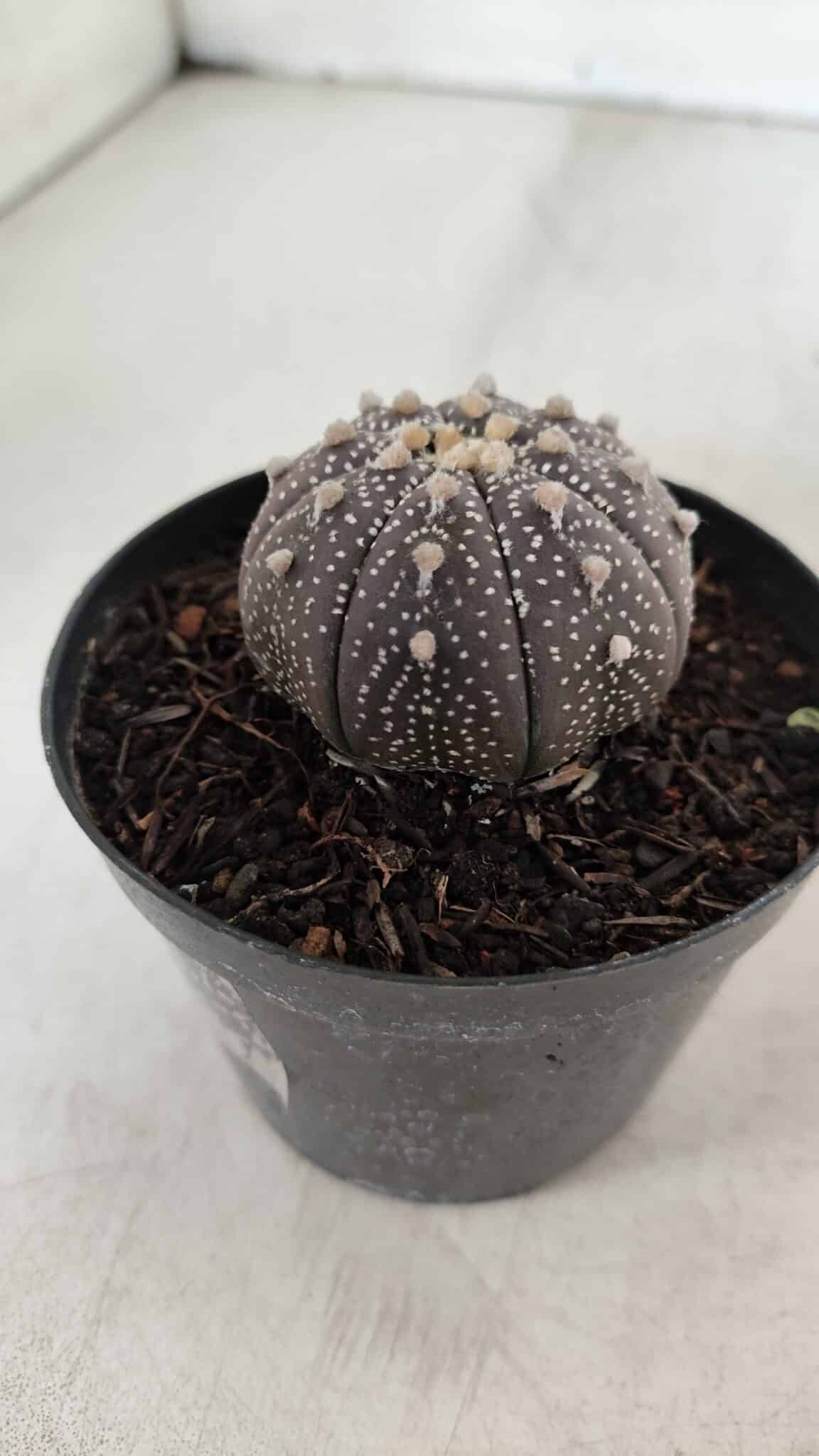 ASTROPHYTUM ASTERIAS “Purple”  Nº 904 – vaso 09