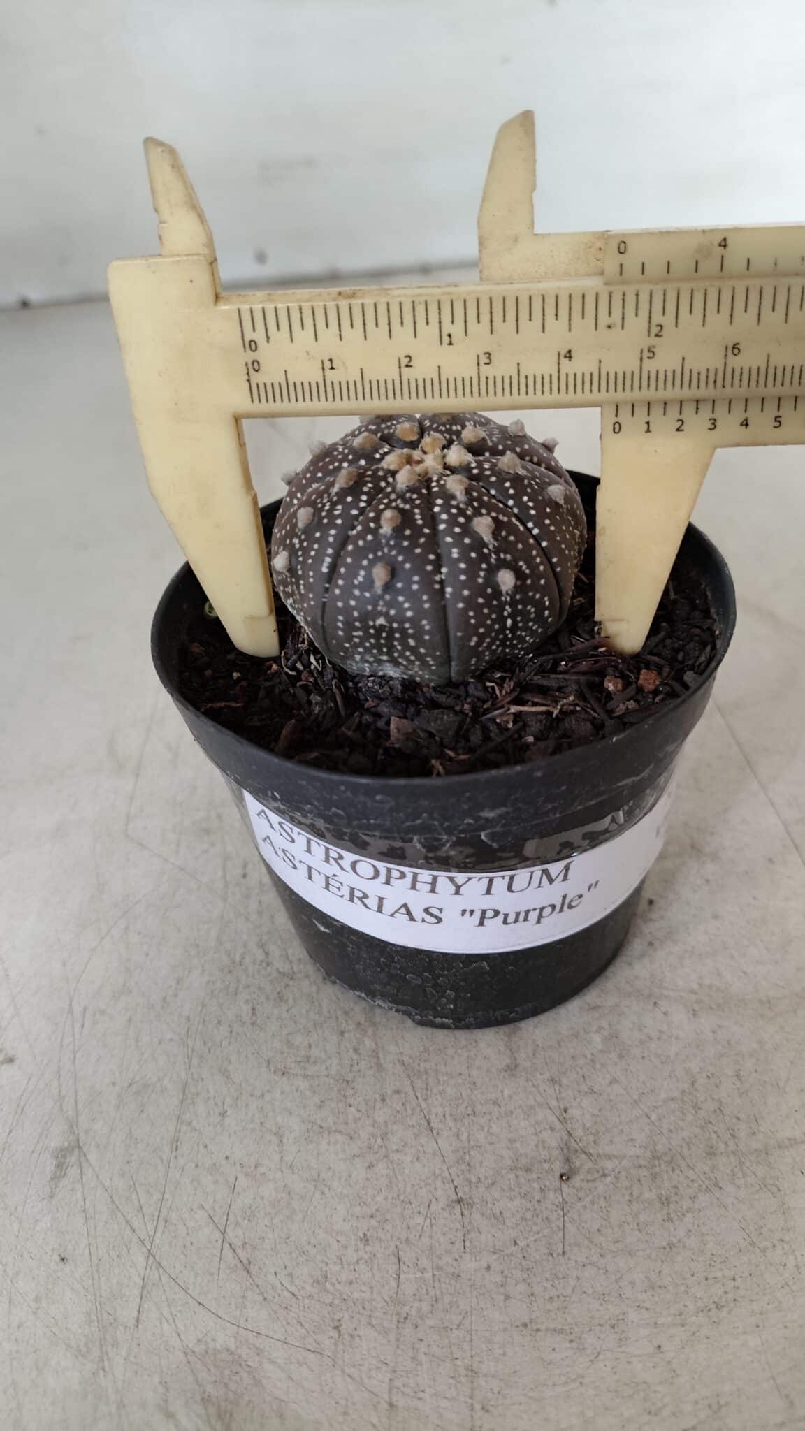 ASTROPHYTUM ASTERIAS “Purple”  Nº 904 – vaso 09