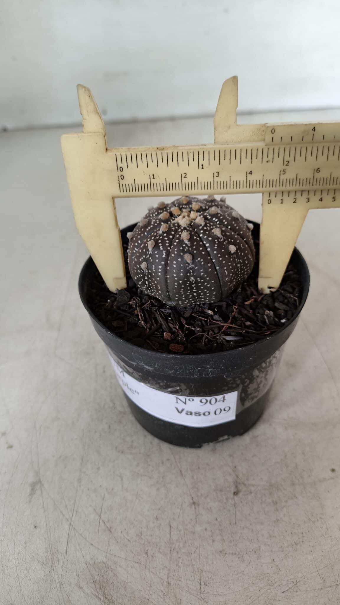 ASTROPHYTUM ASTERIAS “Purple”  Nº 904 – vaso 09