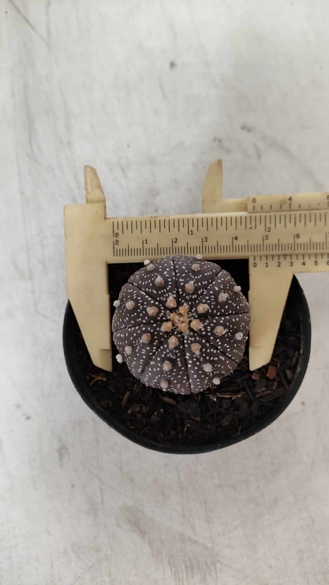 ASTROPHYTUM ASTERIAS “Purple”  Nº 904 – vaso 09