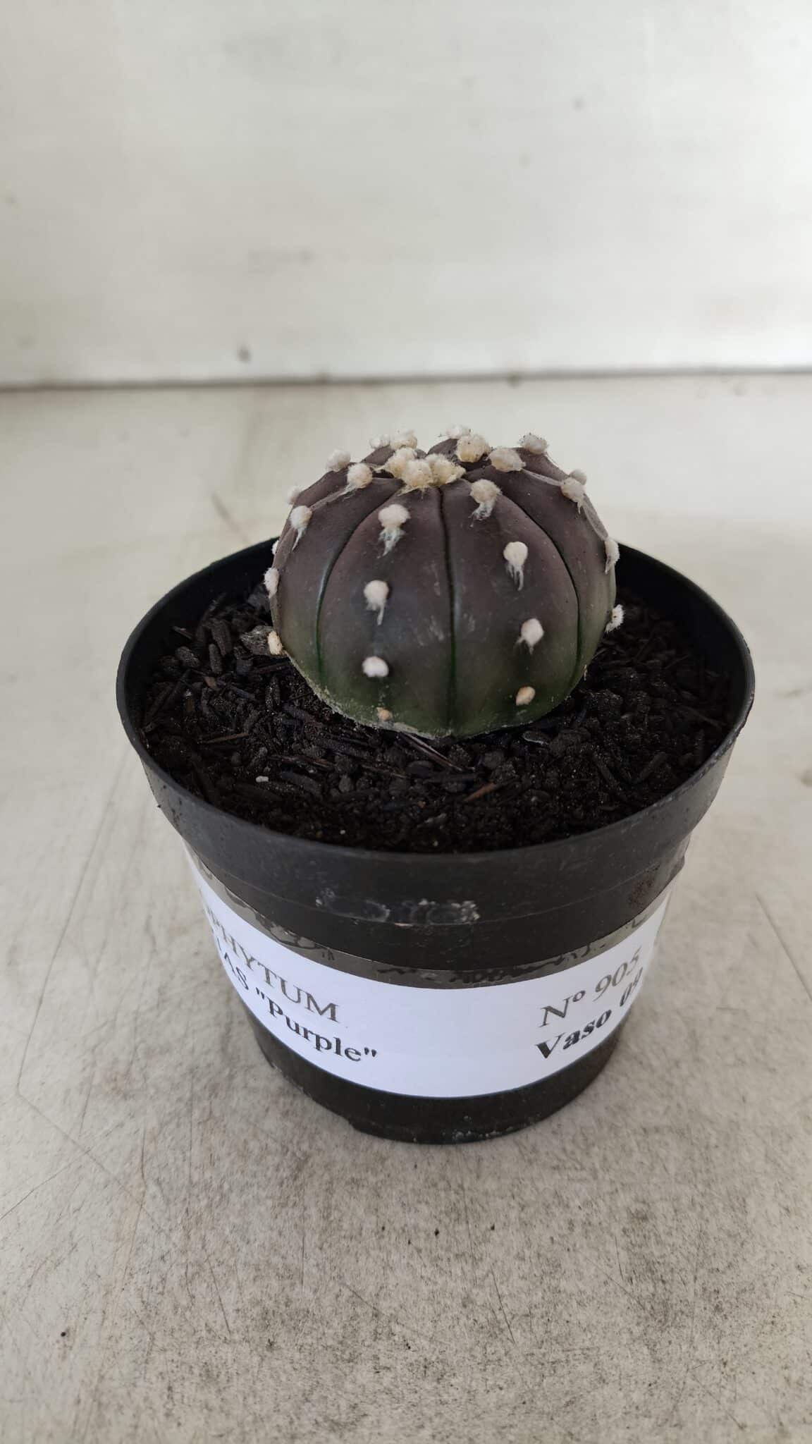 ASTROPHYTUM ASTERIAS “Purple”  Nº 905 – vaso 09