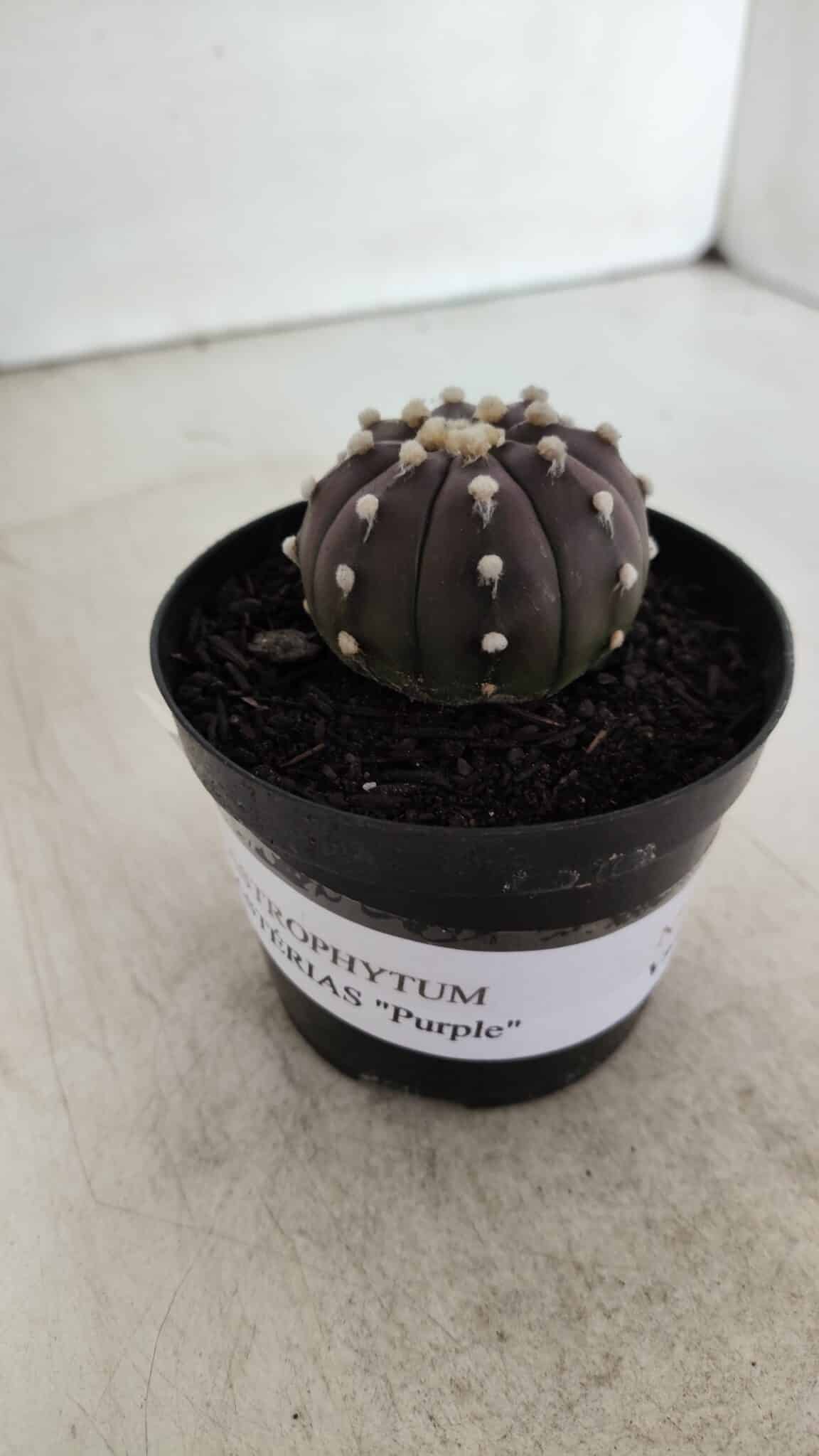 ASTROPHYTUM ASTERIAS “Purple”  Nº 905 – vaso 09