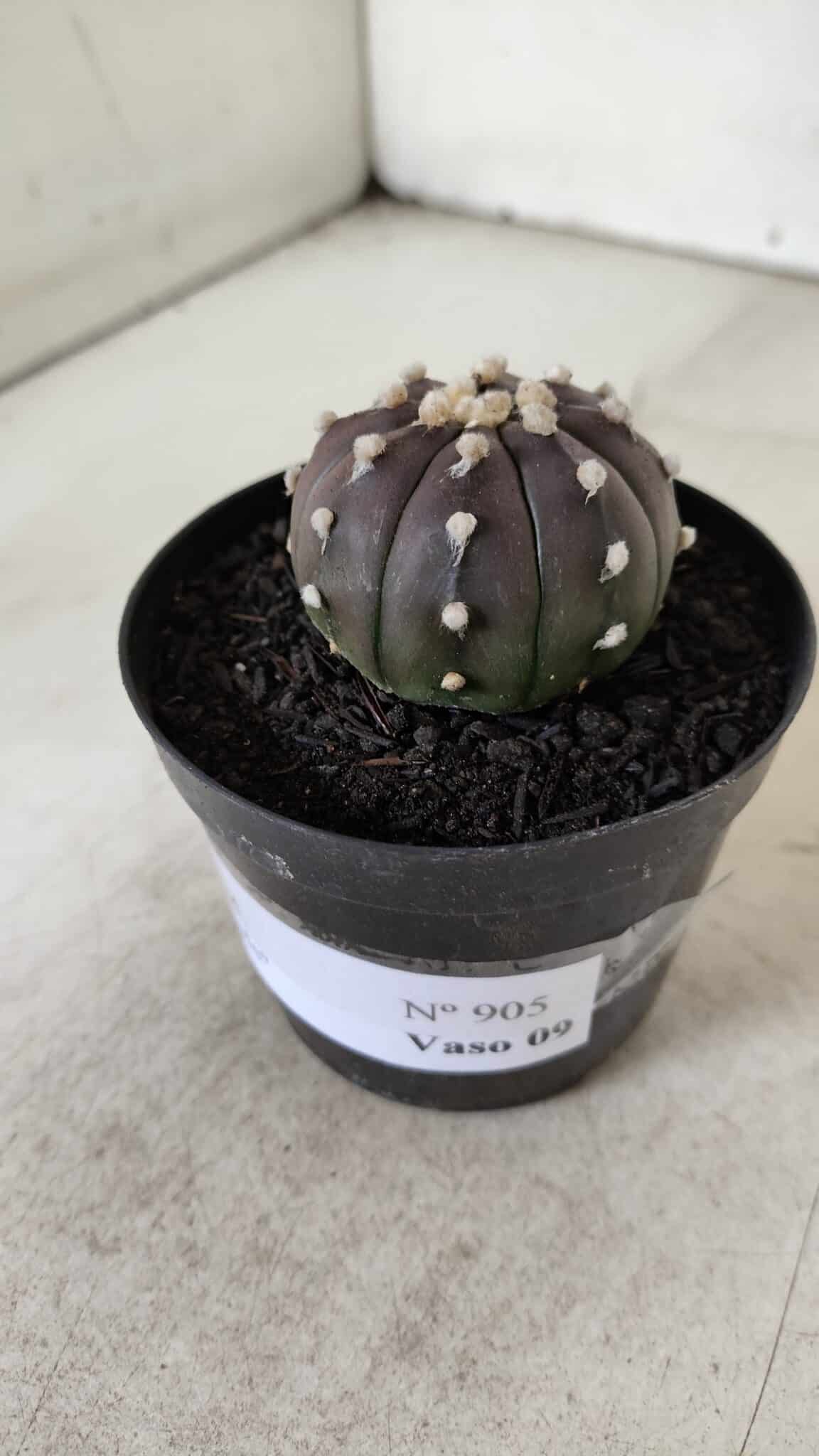 ASTROPHYTUM ASTERIAS “Purple”  Nº 905 – vaso 09
